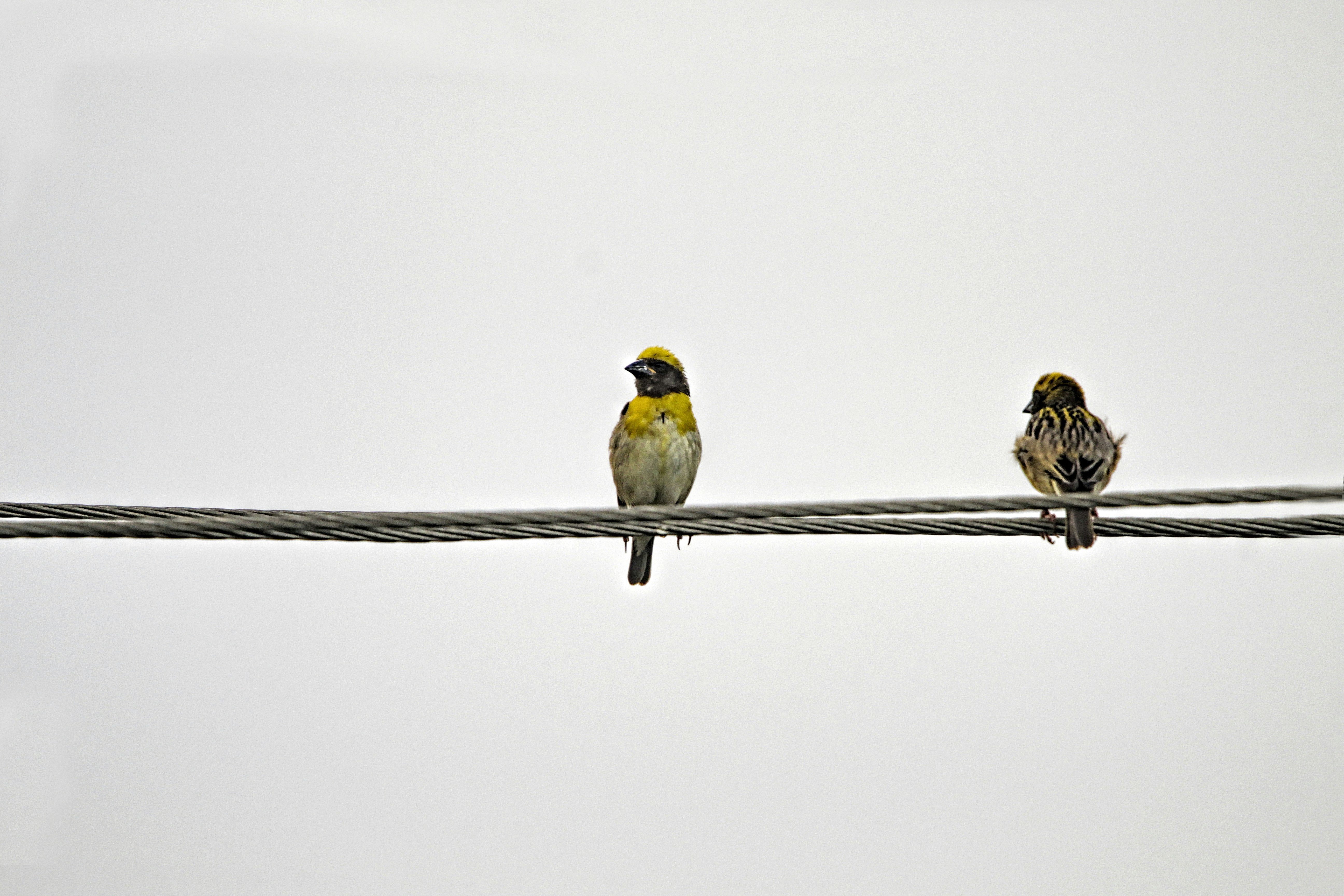 two small birds sitting on a power line