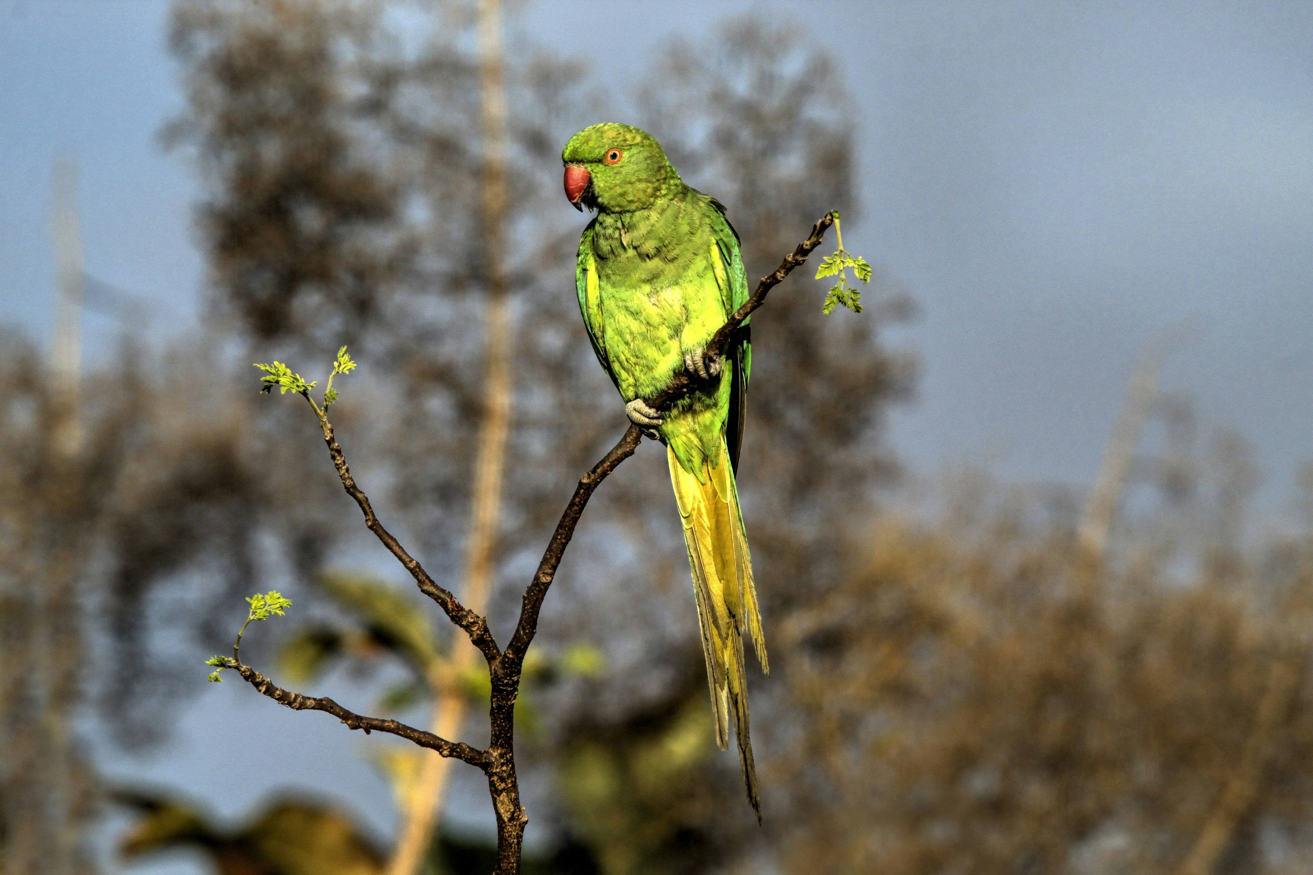 a green parrot perched on top of a tree branch