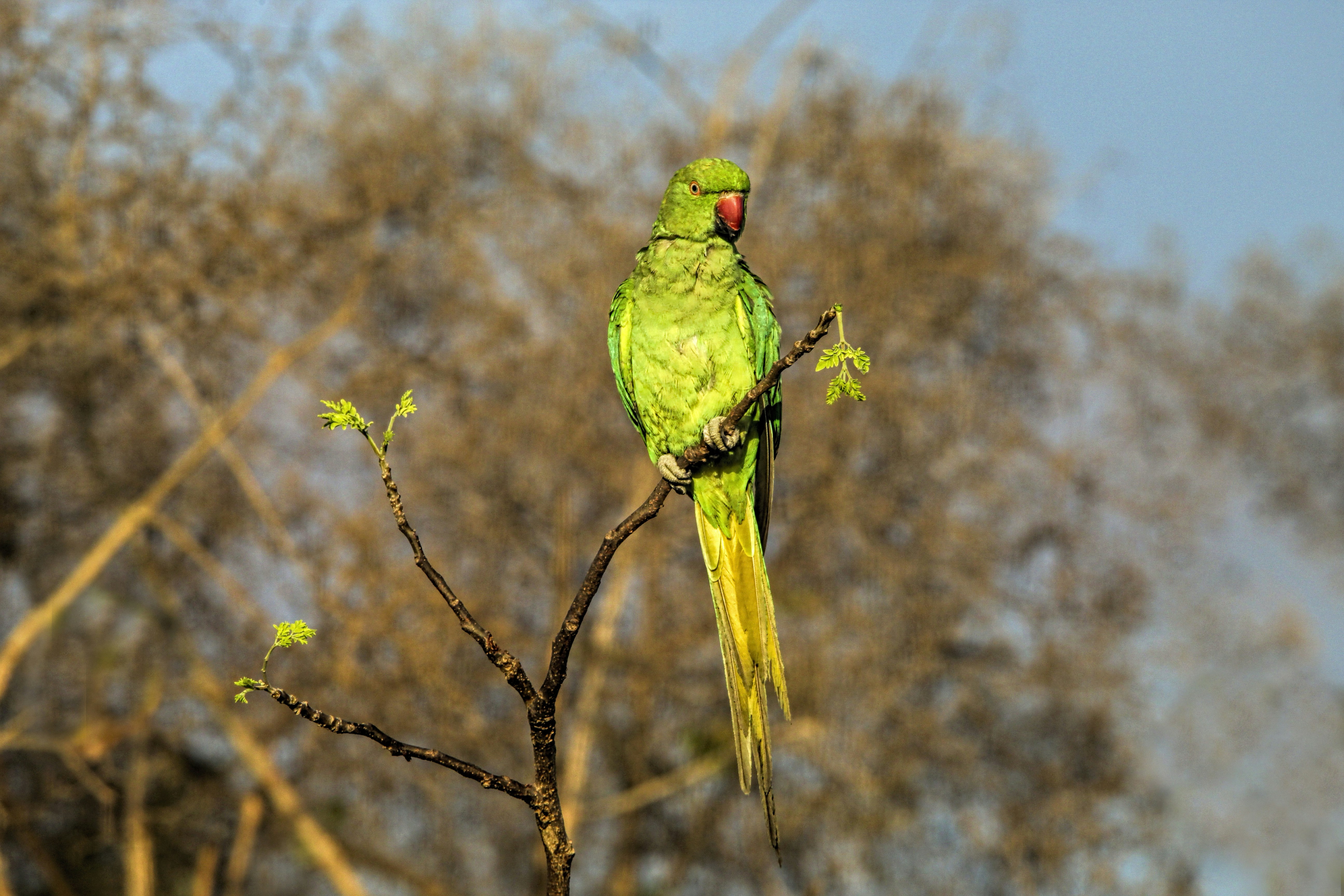 a green bird sitting on top of a tree branch