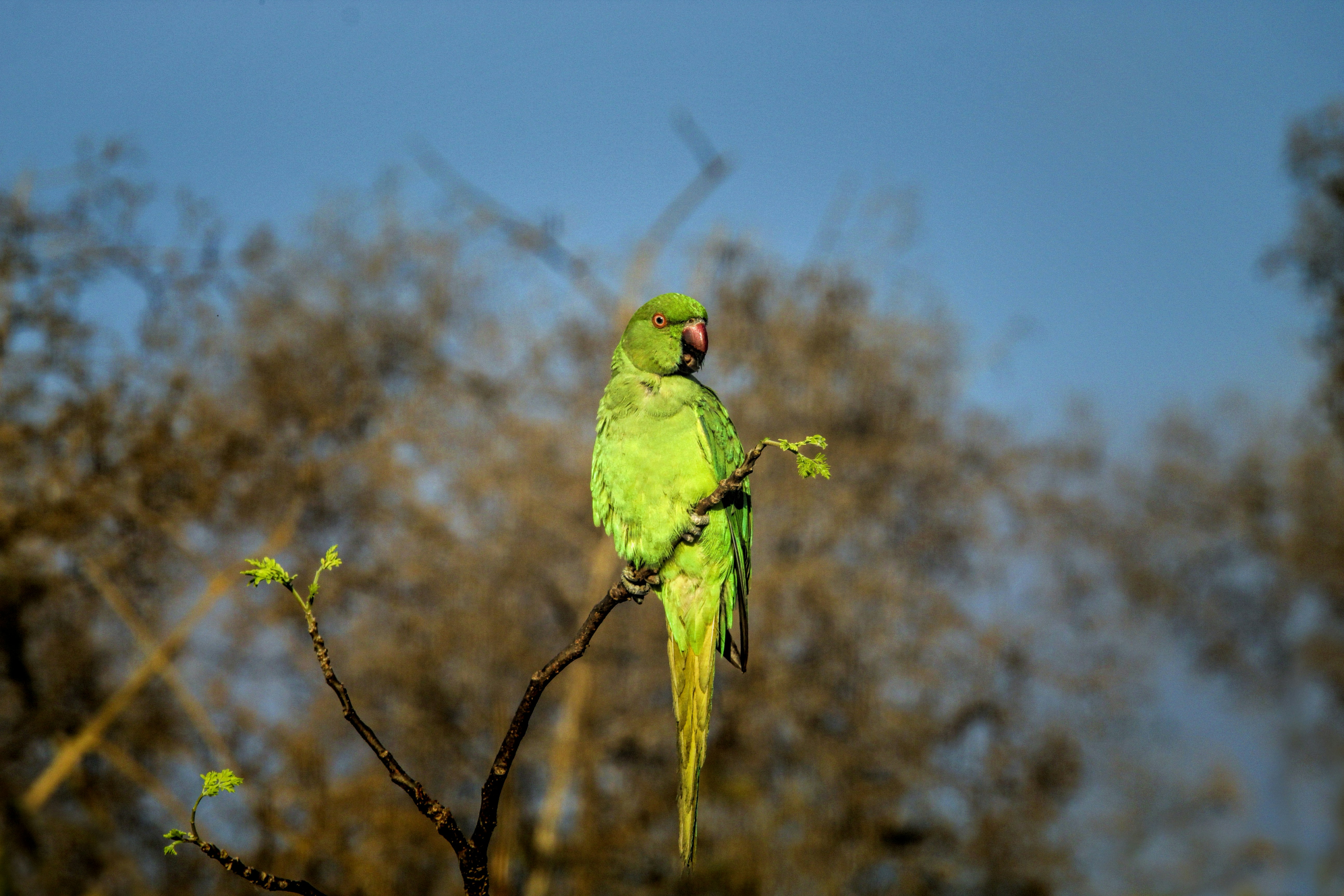 a green parrot sitting on top of a tree branch