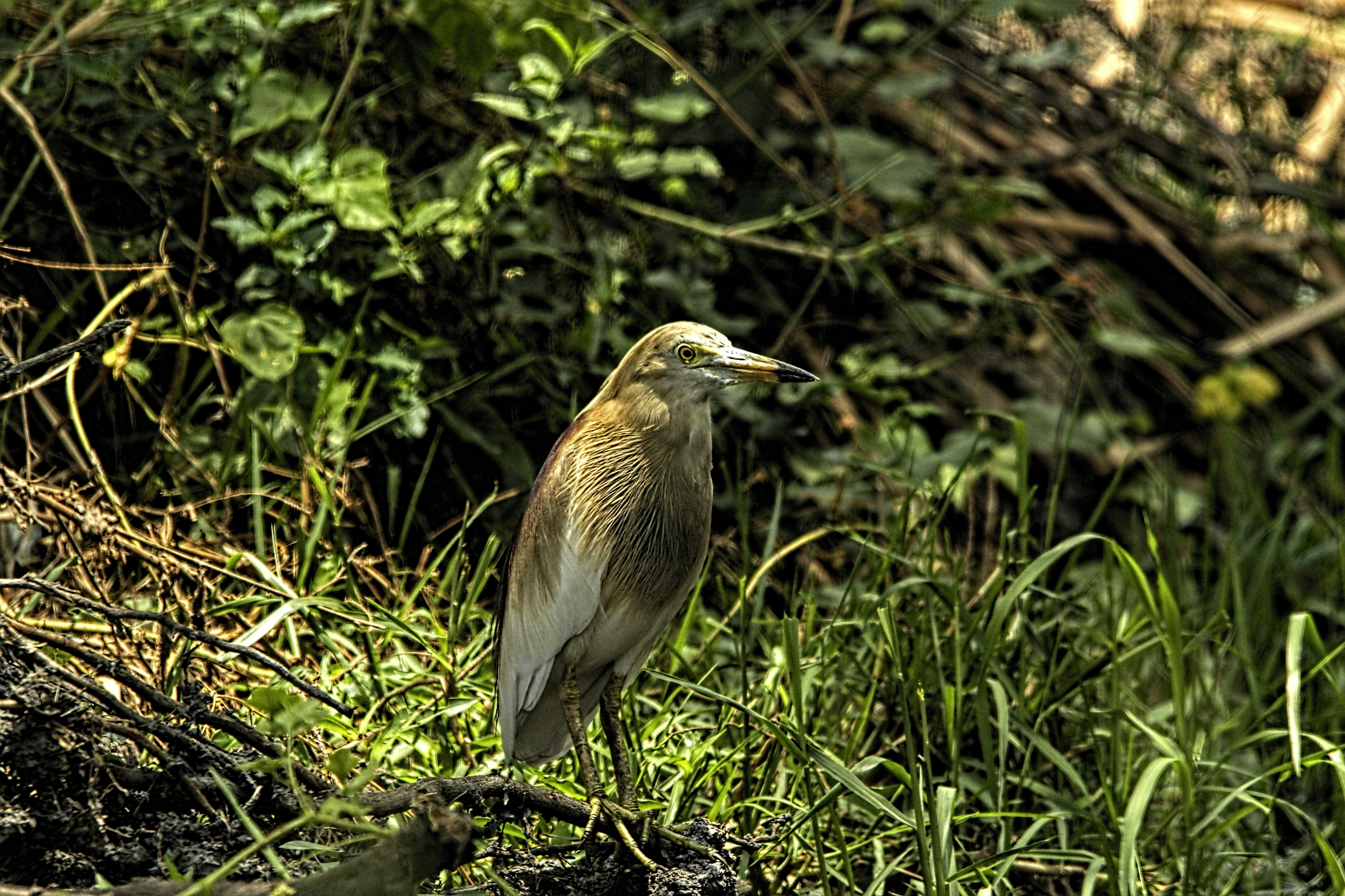 a bird is standing on a branch in the grass