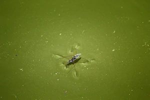 a bug that is floating in some green water