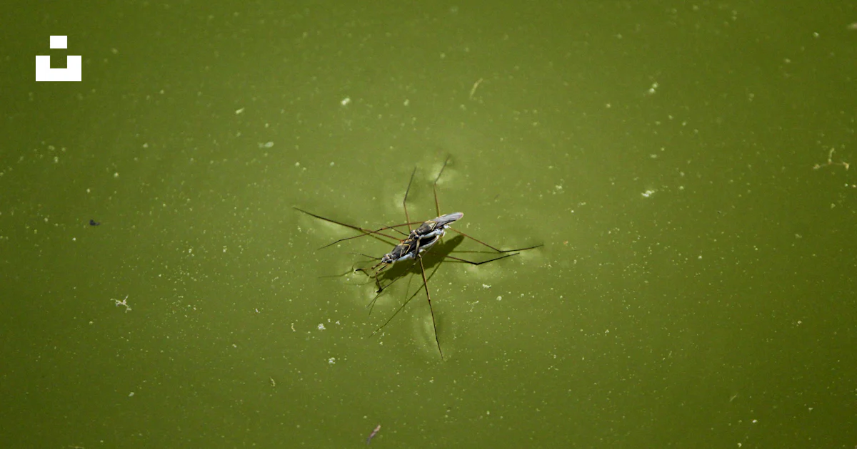 Floating Bug Air A bug that is floating in some green water photo – Free Green Image on ...