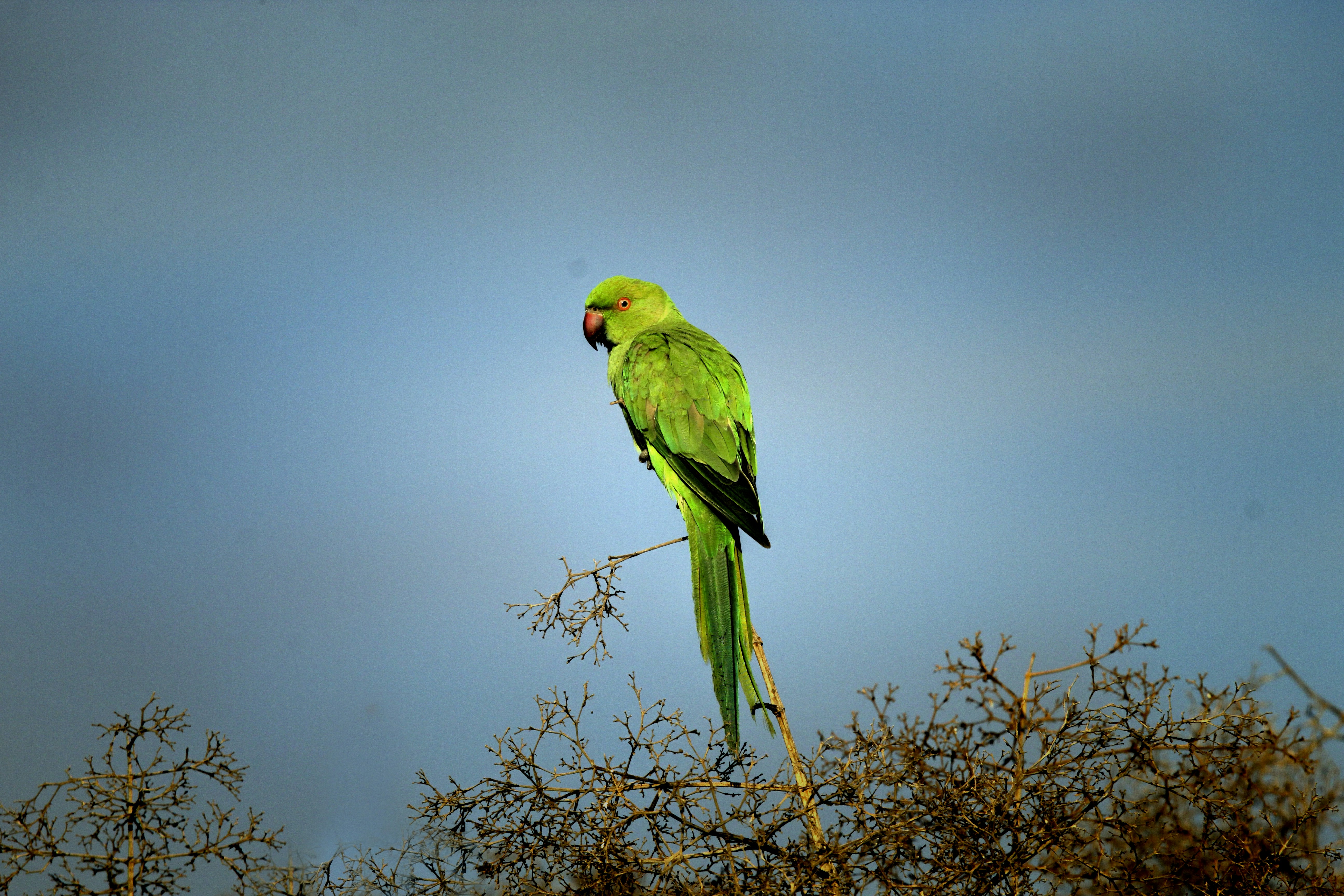 a green parrot sitting on top of a tree branch