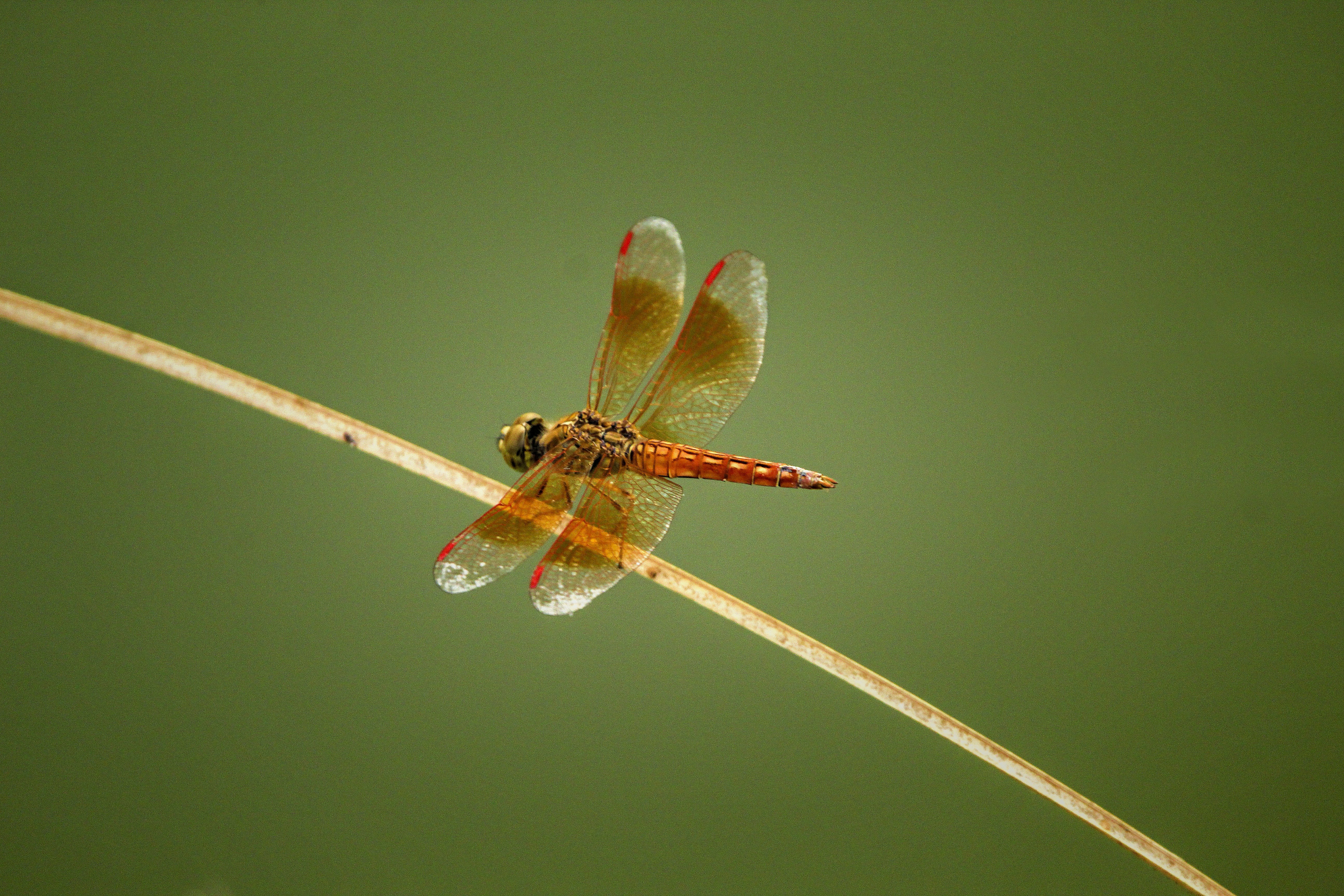 a dragonfly sitting on top of a plant stem