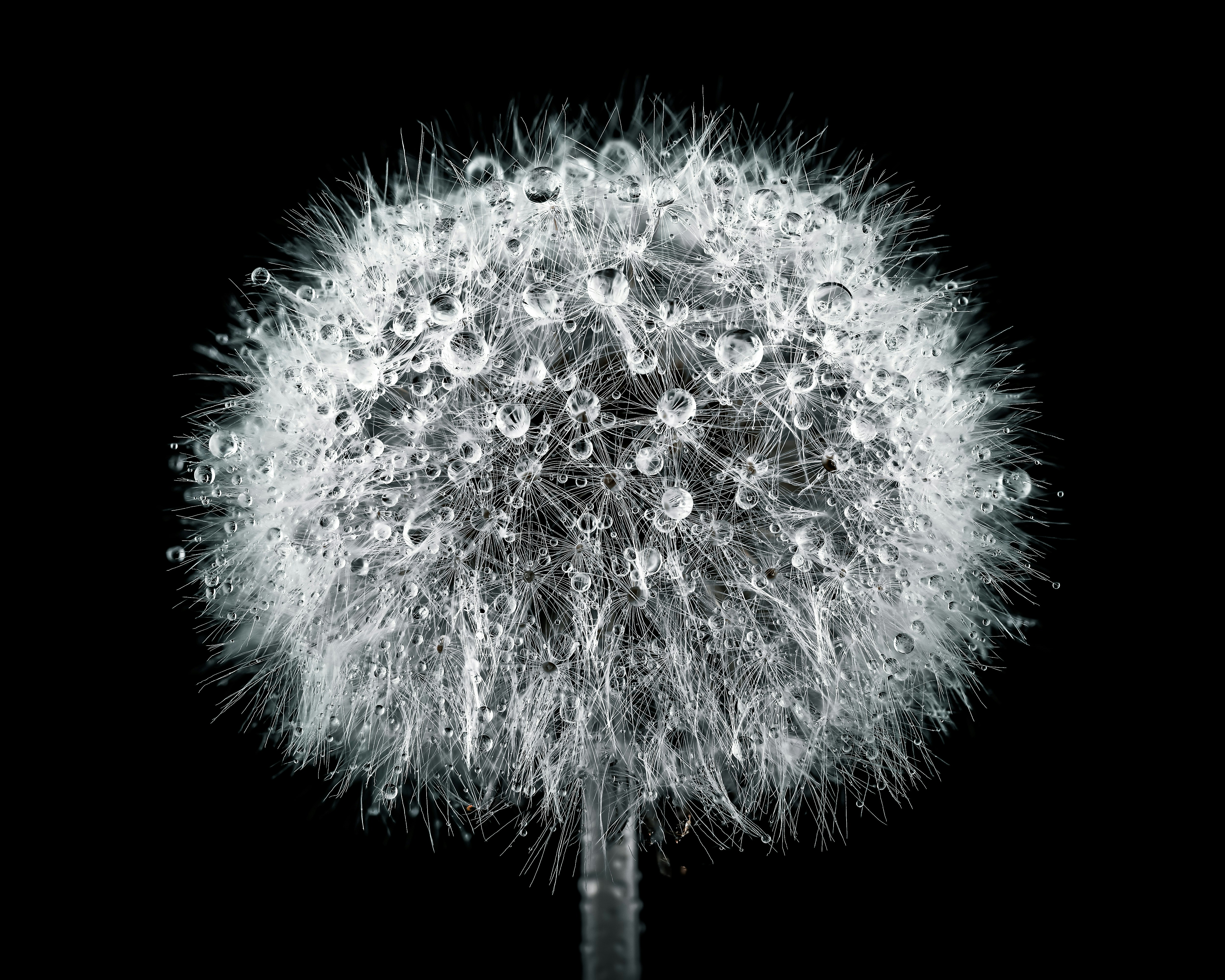 a black and white photo of a dandelion