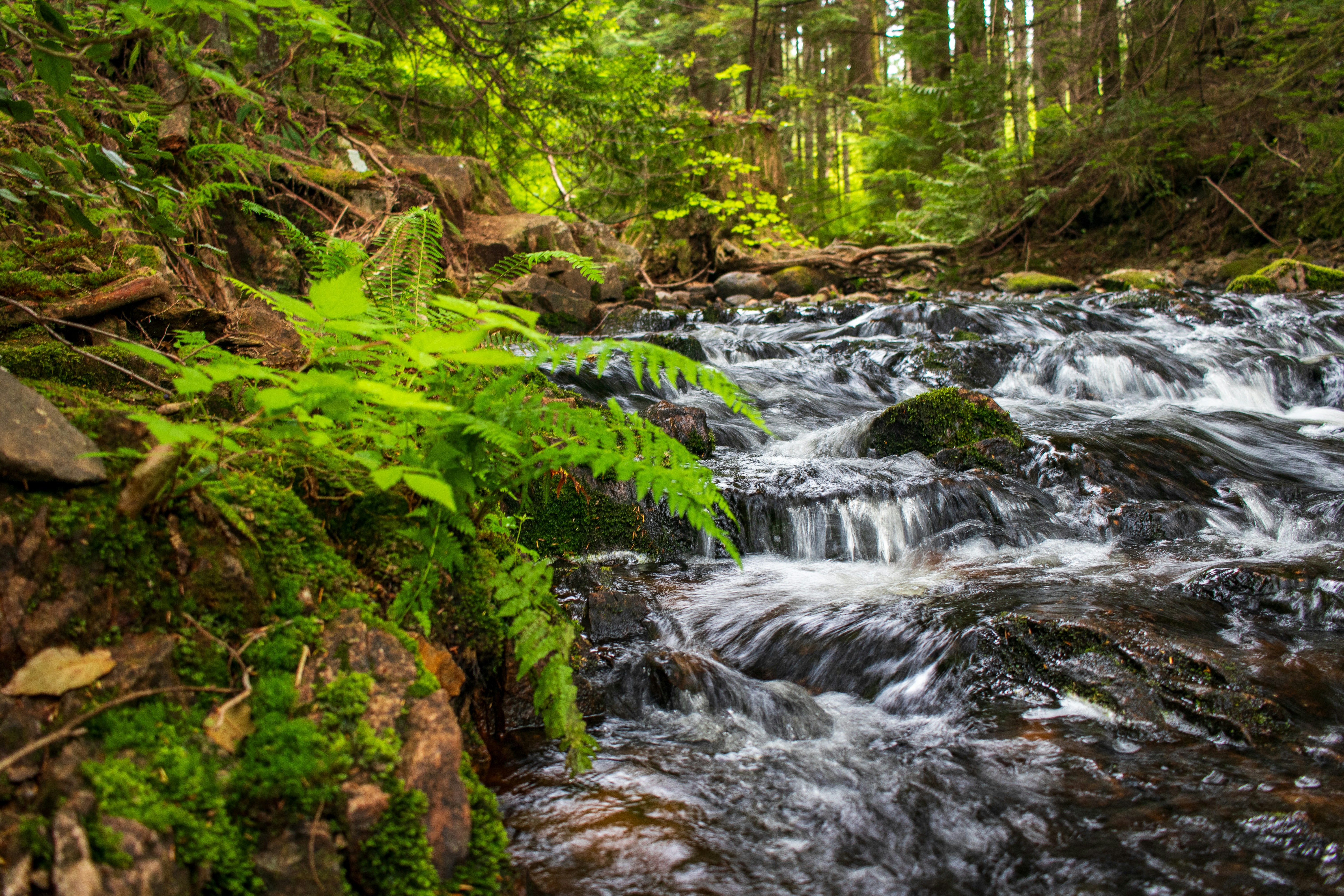 a stream running through a lush green forest