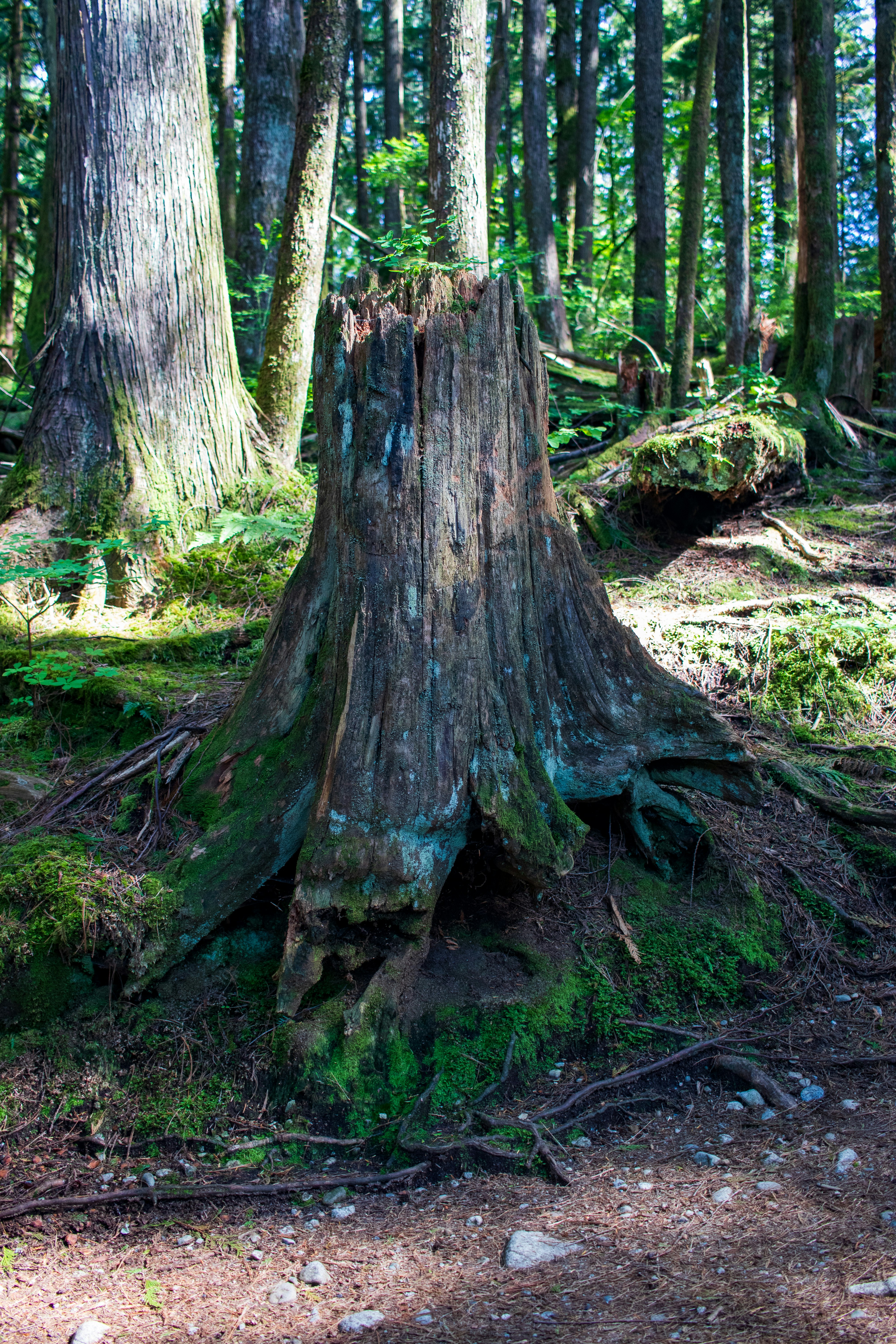 a large tree stump in the middle of a forest