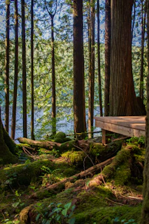 a wooden bench sitting in the middle of a forest