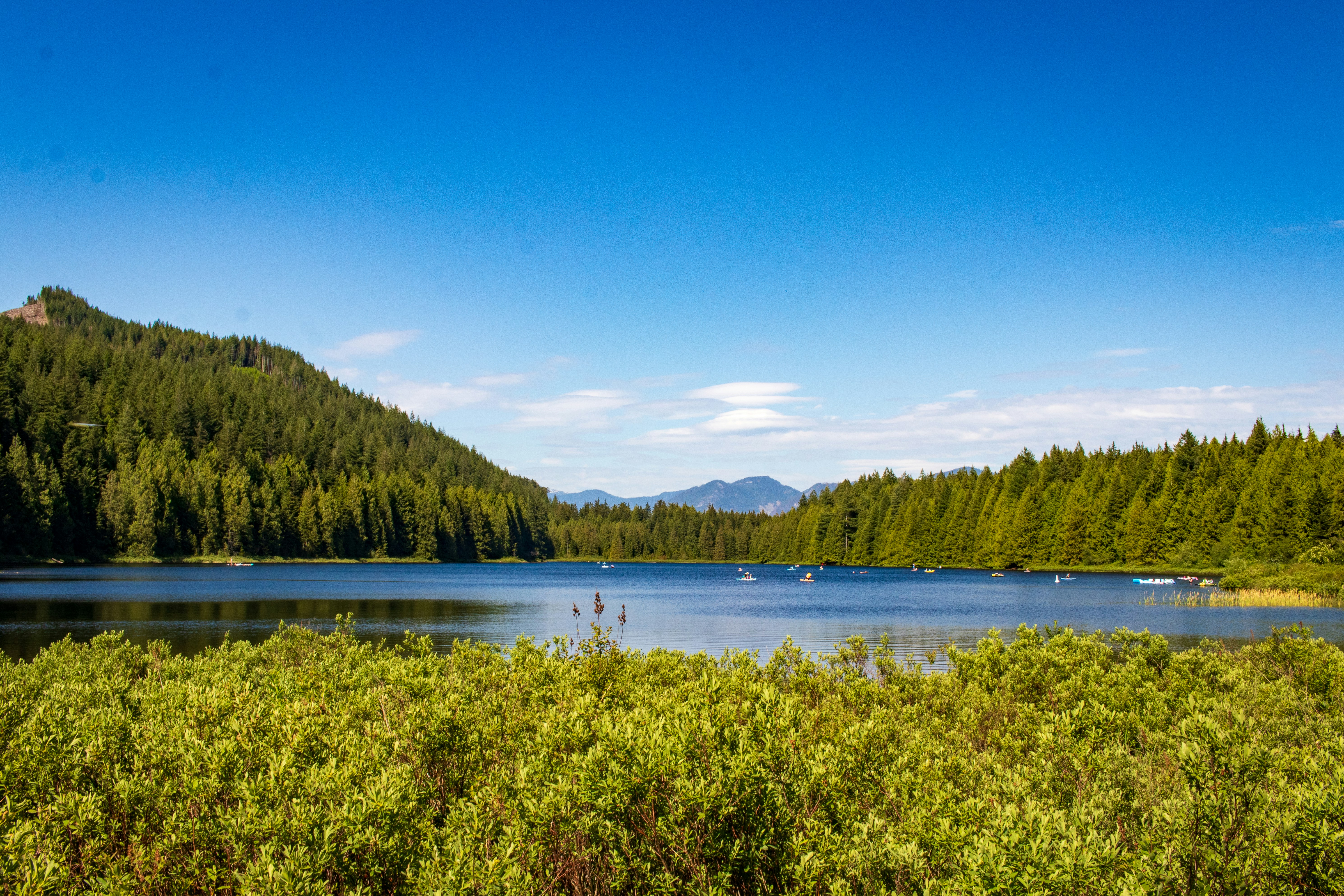a body of water surrounded by trees and bushes