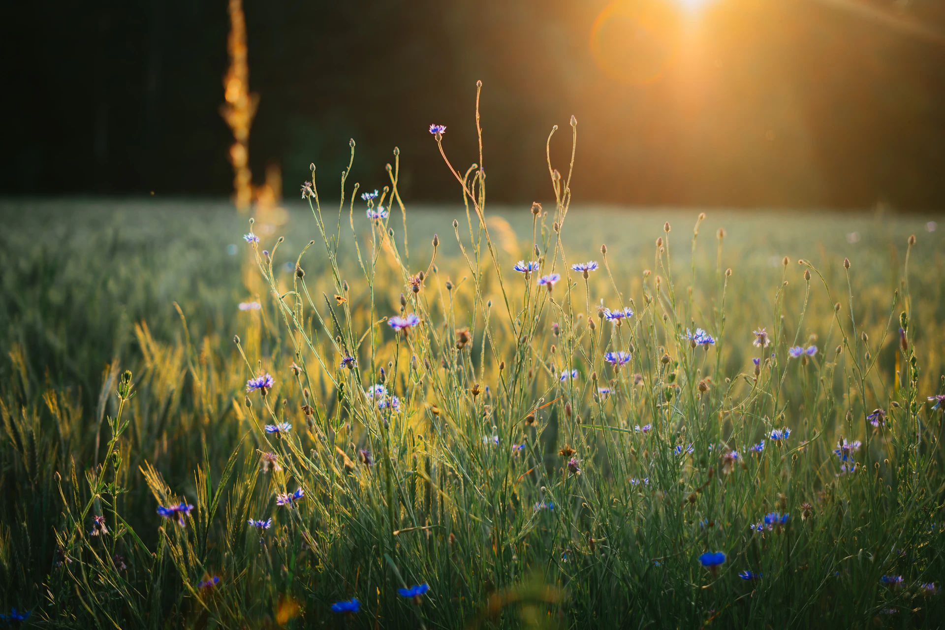a field of grass and wildflowers with the sun in the background