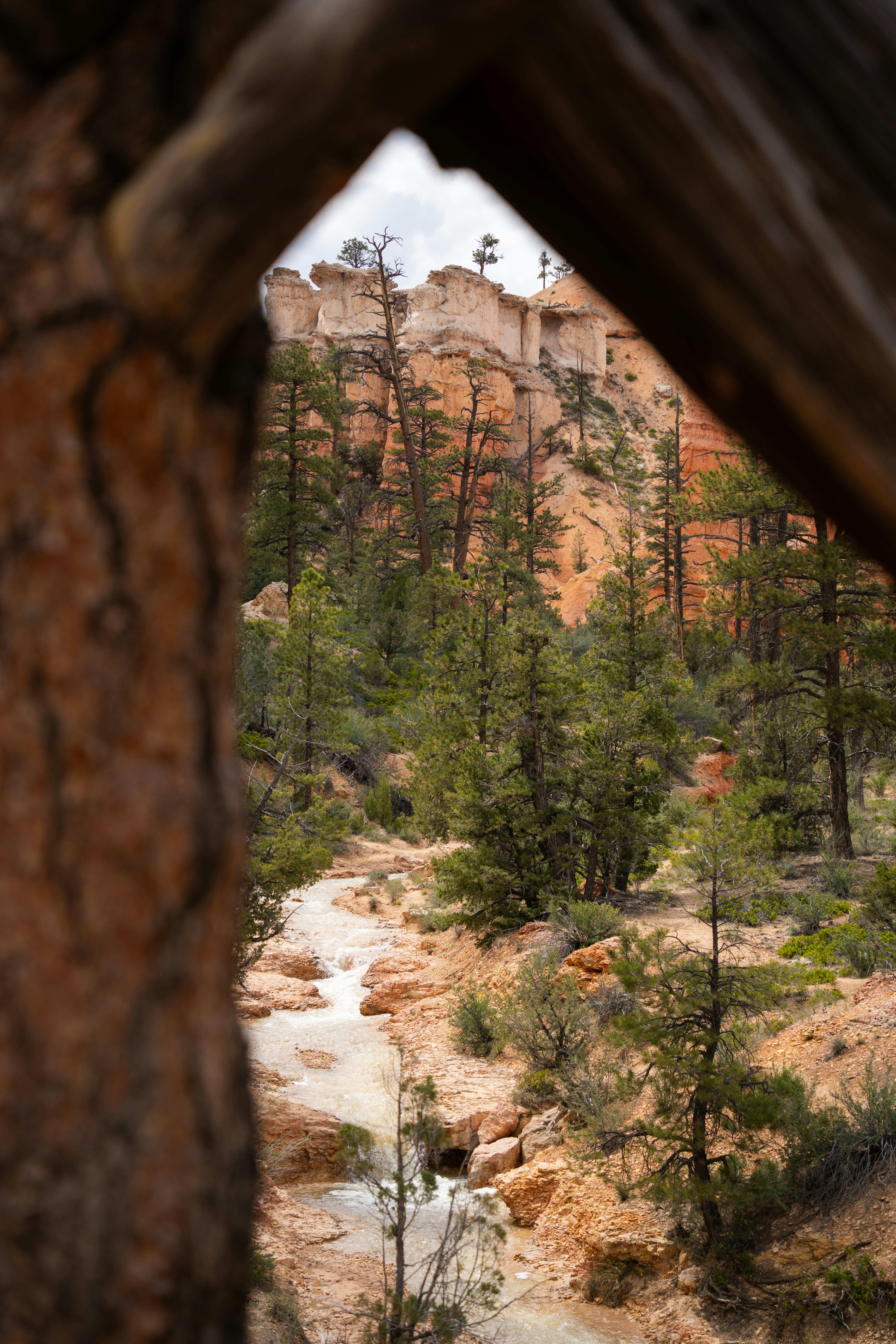 a view of a mountain through a hole in a treeby Alex Moliski
