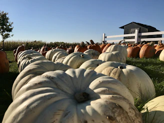 a field full of pumpkins with a white fence in the background