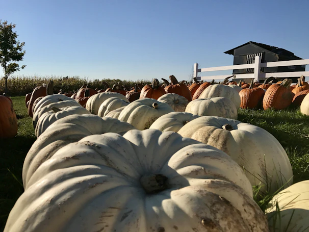 a field full of pumpkins with a white fence in the background