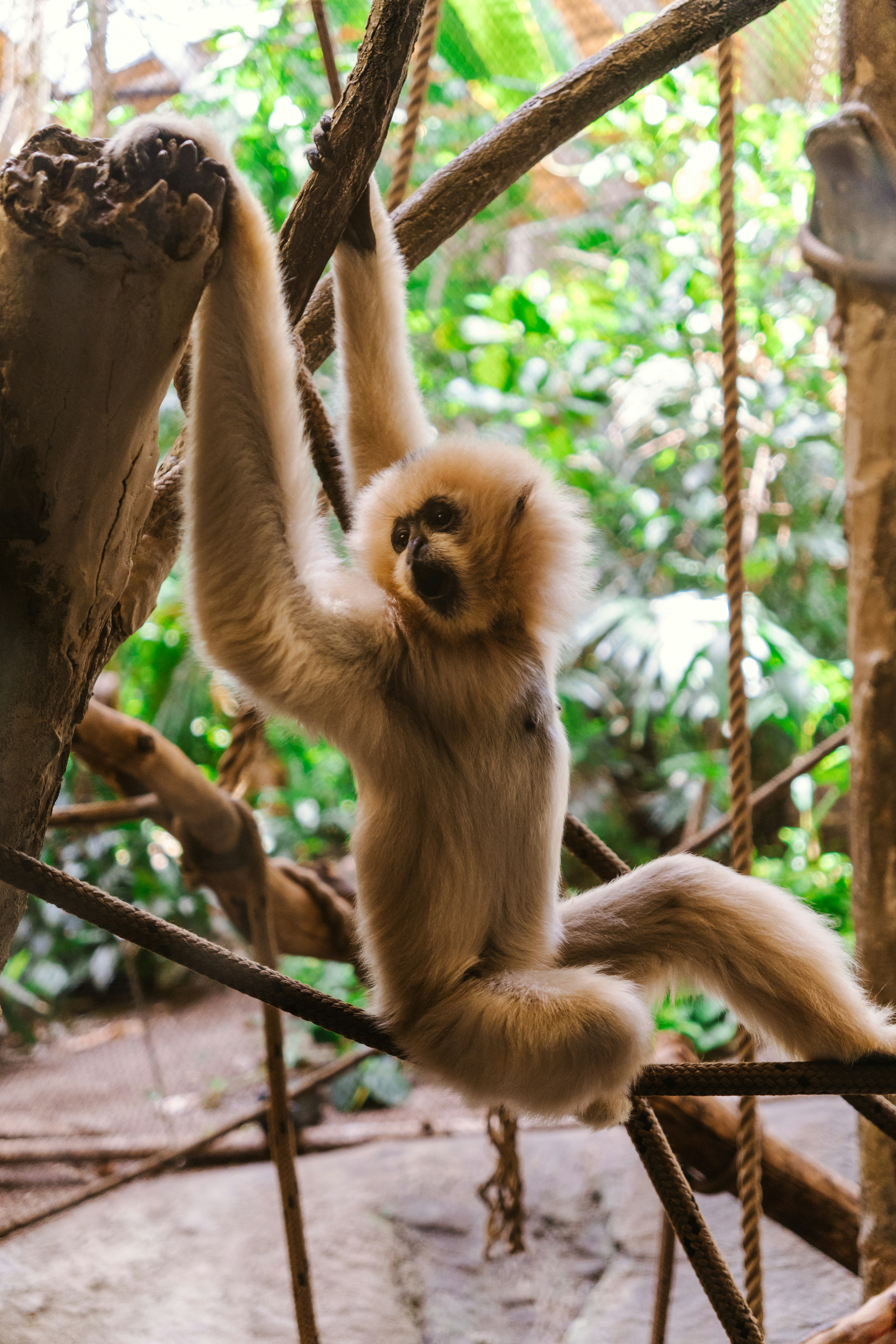 木のロープにぶら下がっている猿