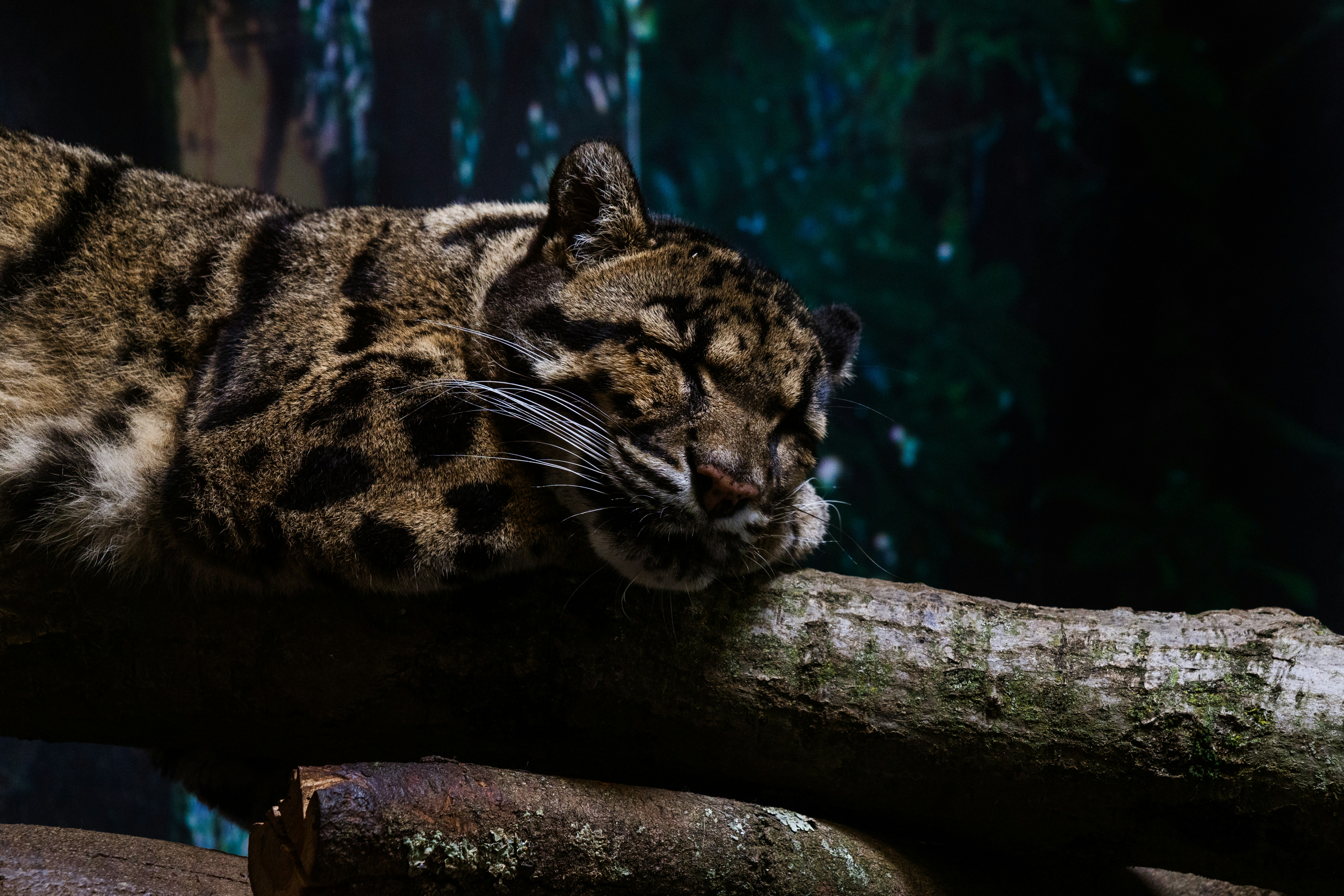 木の枝に横たわる猫のクローズアップ