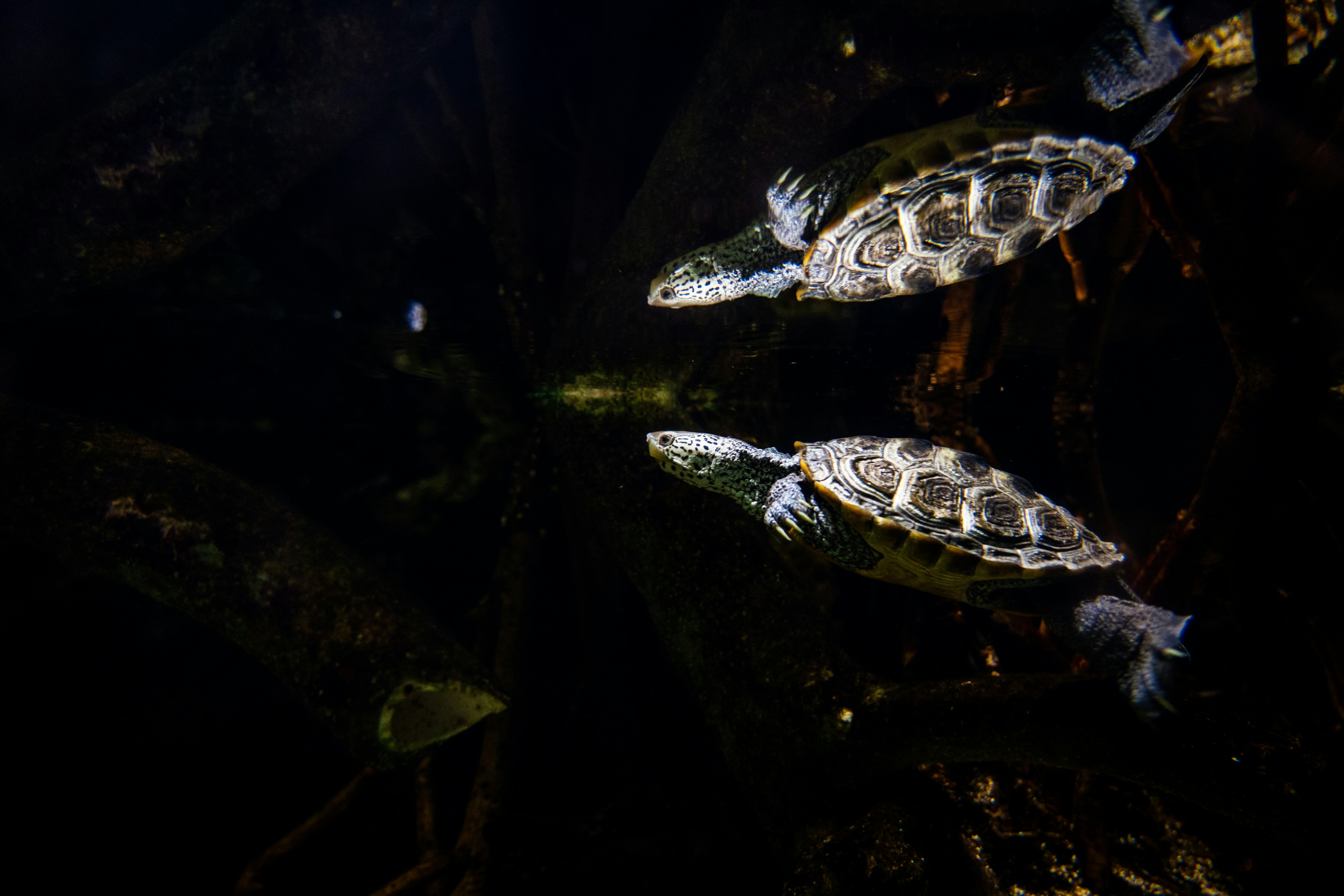 水面に浮かぶ数匹の魚