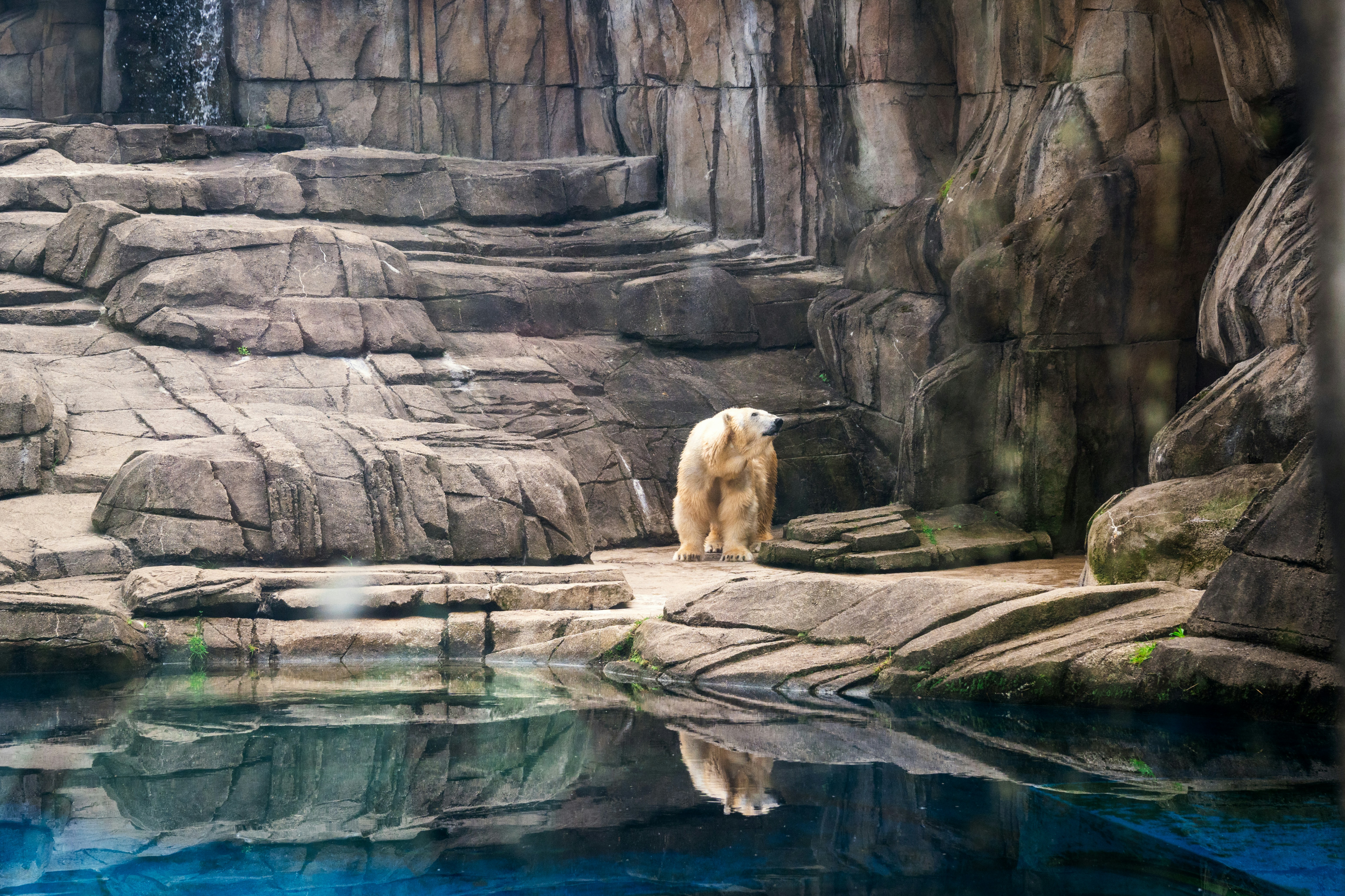 水域近くの岩の上に立つホッキョクグマ