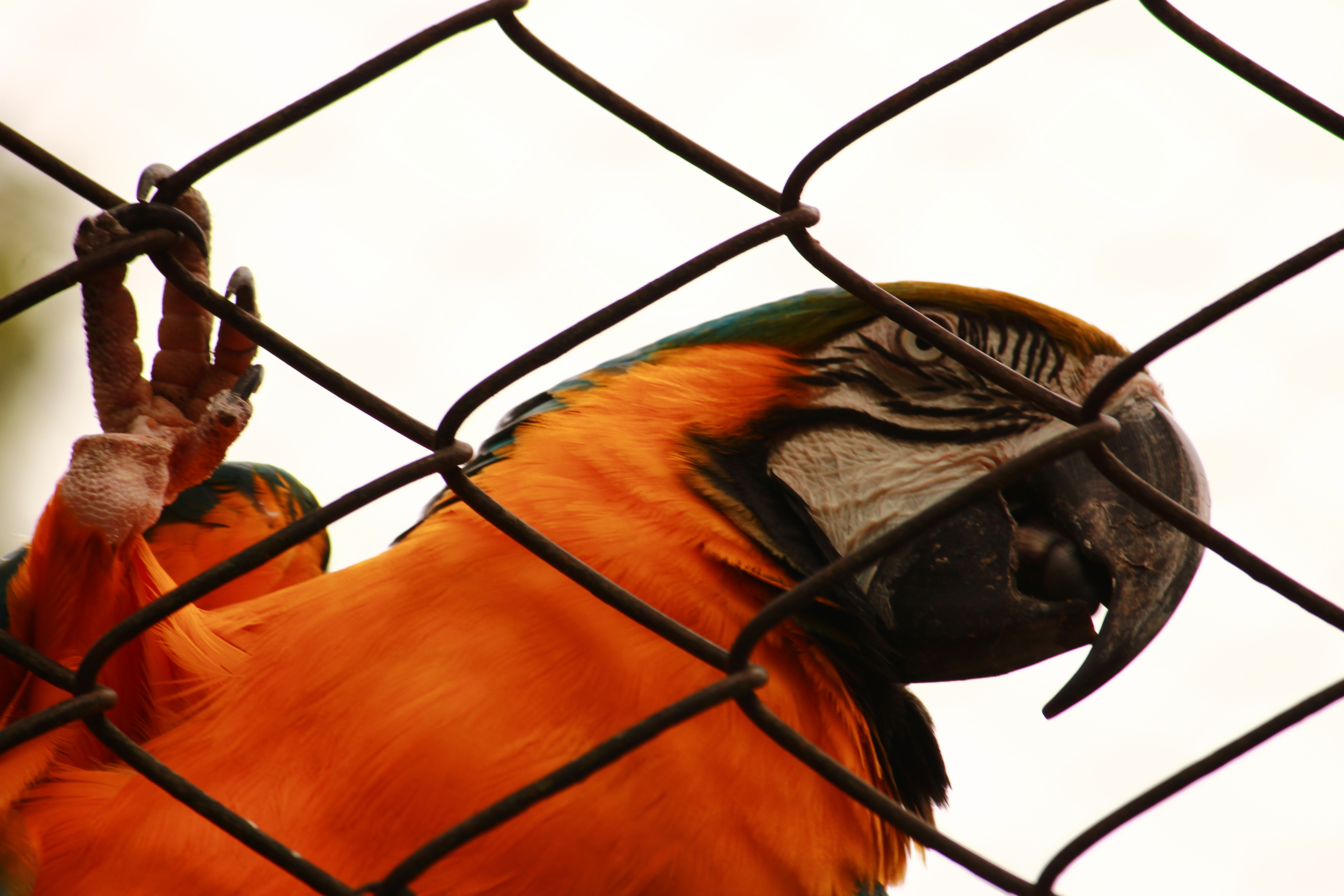 Bird Nail Trimming Guide: Safe, Stress-Free Techniques for All Species