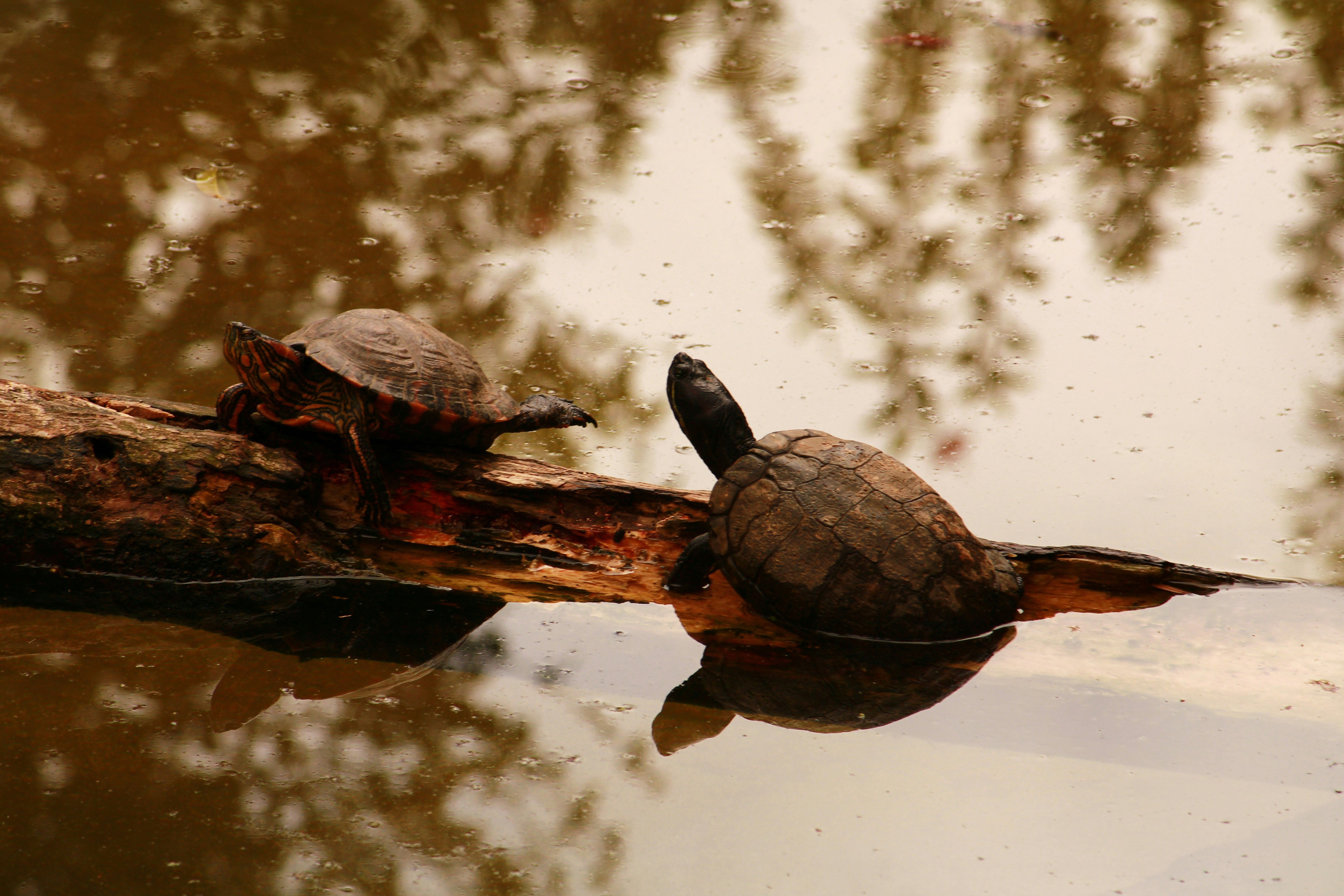 Photo by iamblondfox