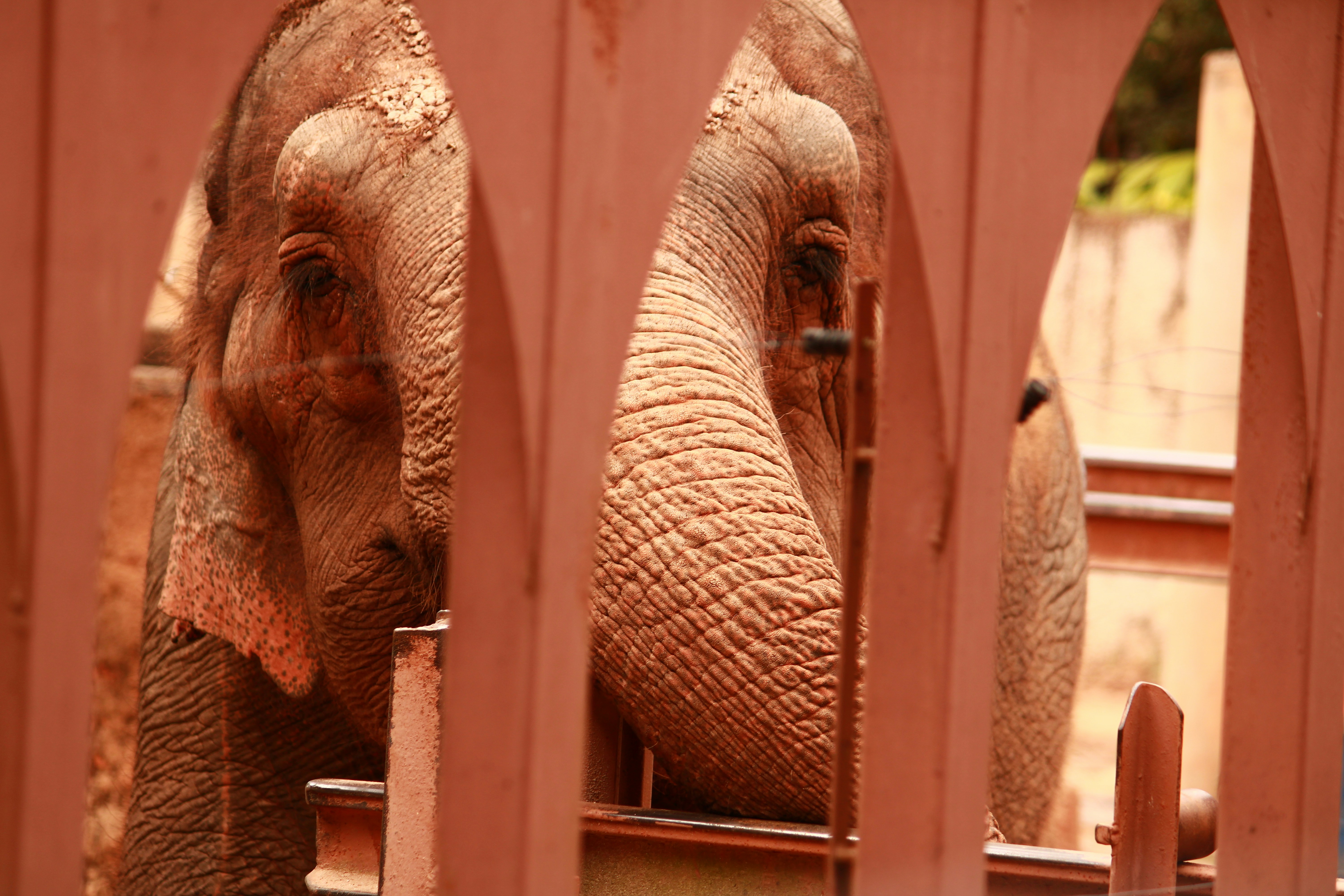 Ouagadougou, Burkina Faso (Laongo Sculptures) - Elephant in Zoo