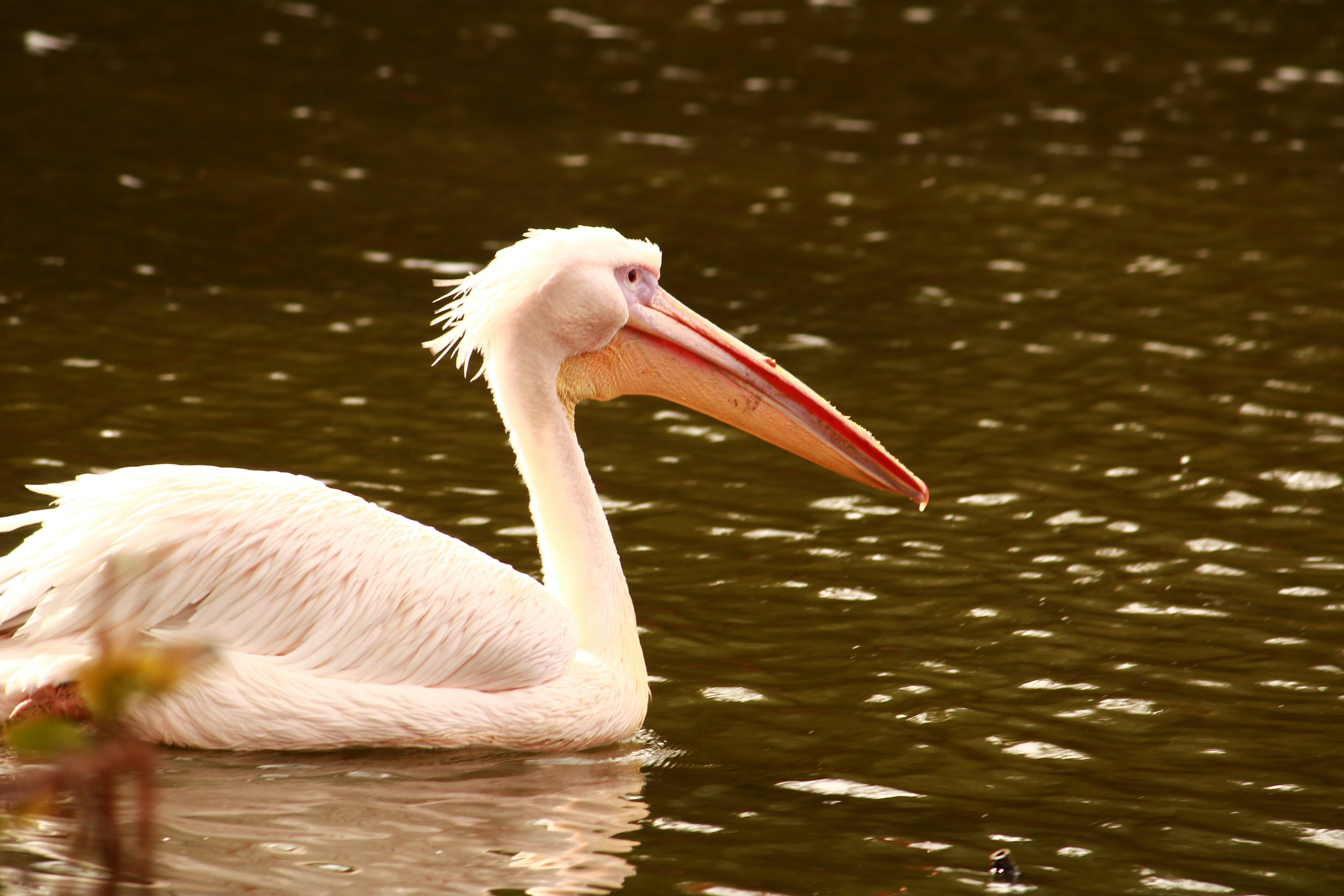 Photo by iamblondfox