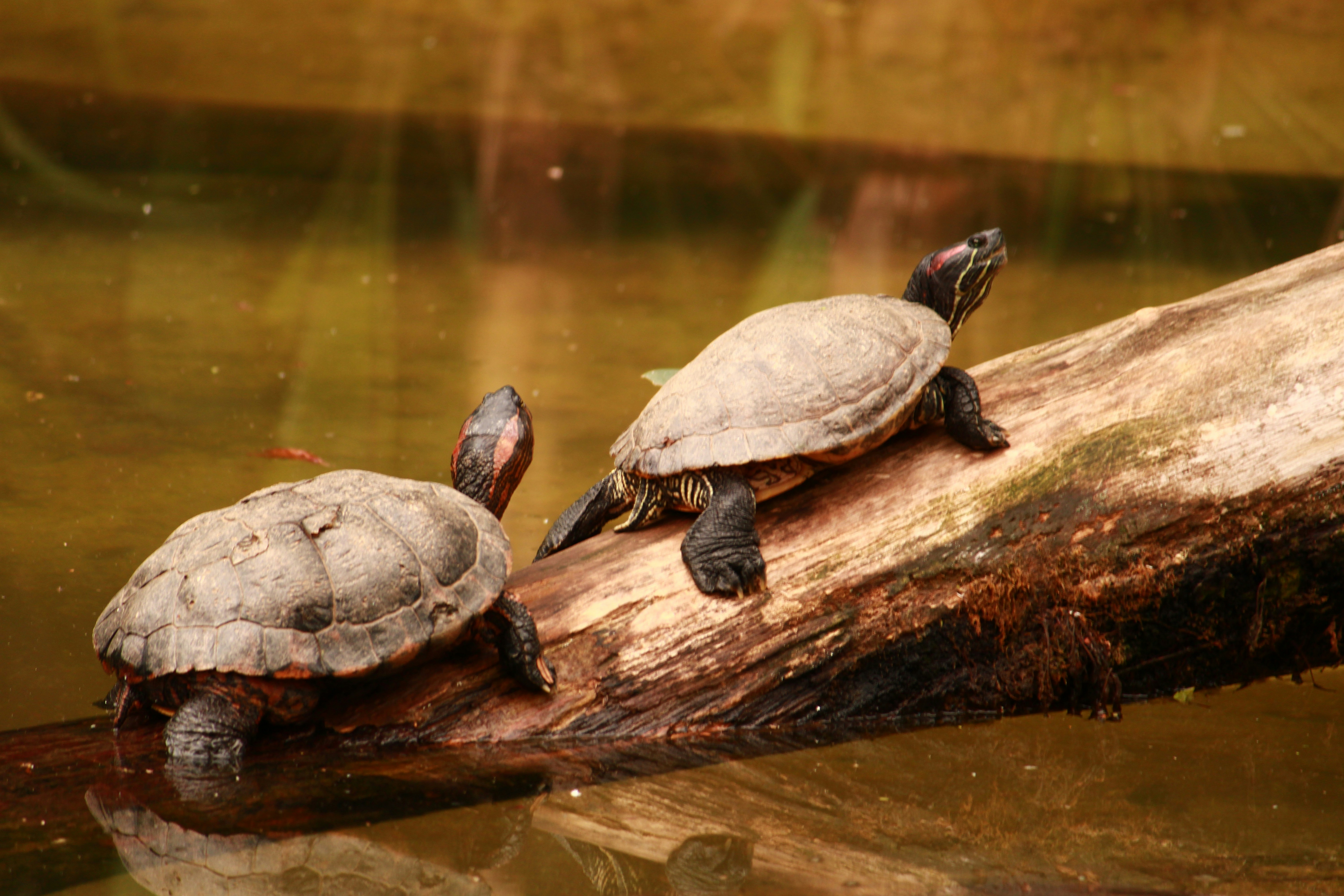 Photo by iamblondfox