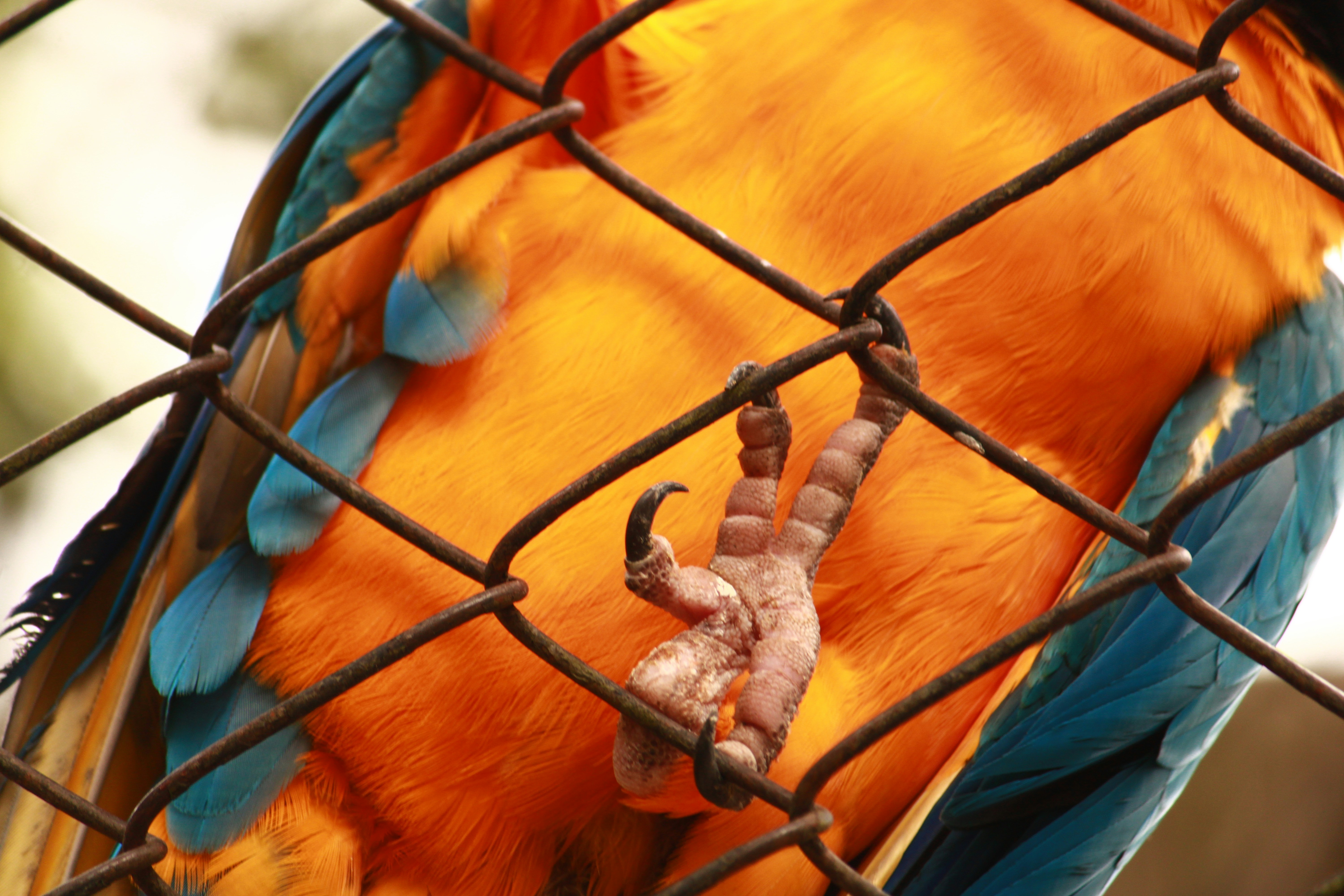 Bird Nail Trimming Guide: Safe, Stress-Free Techniques for All Species