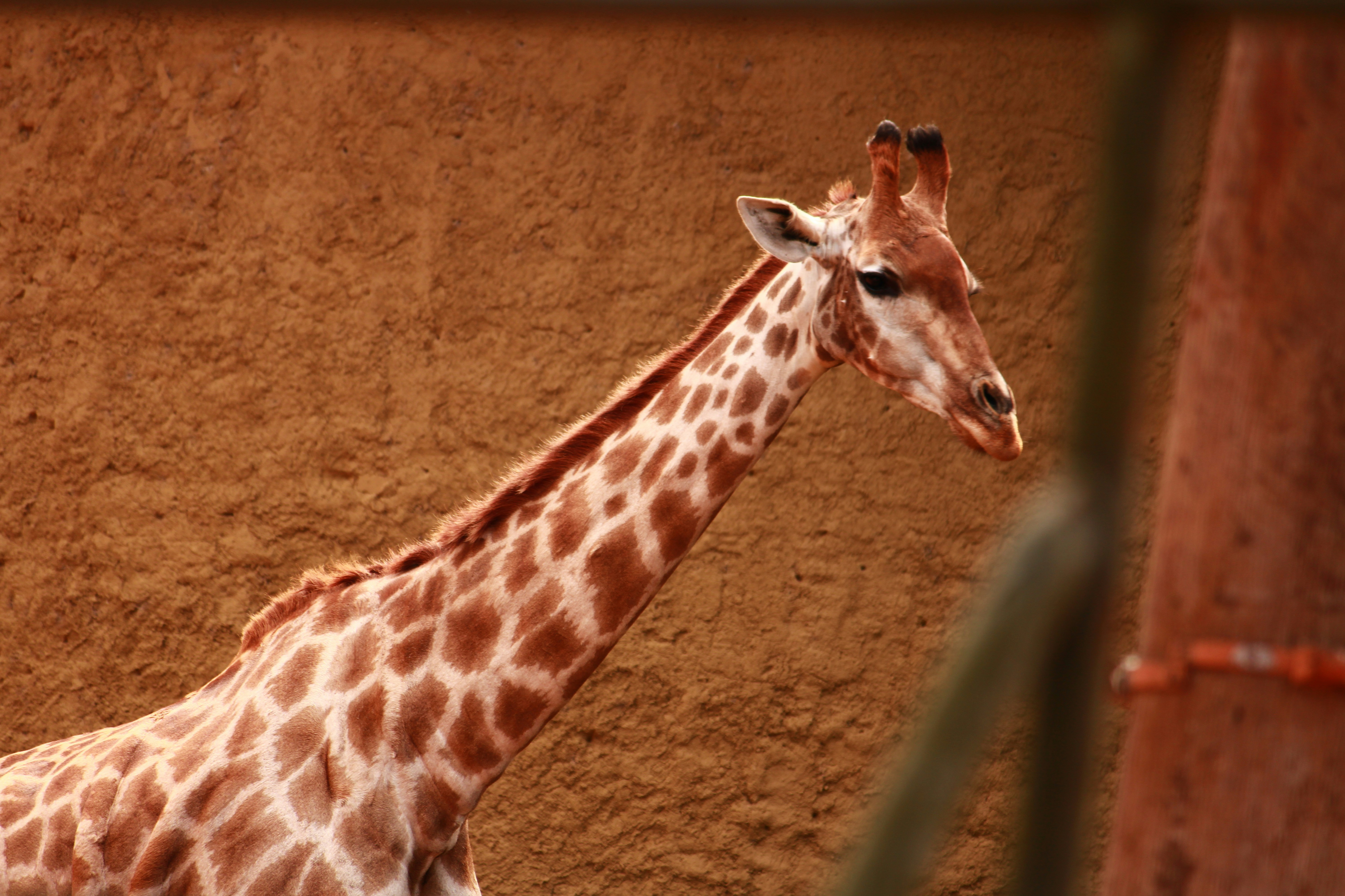 Photo by iamblondfox