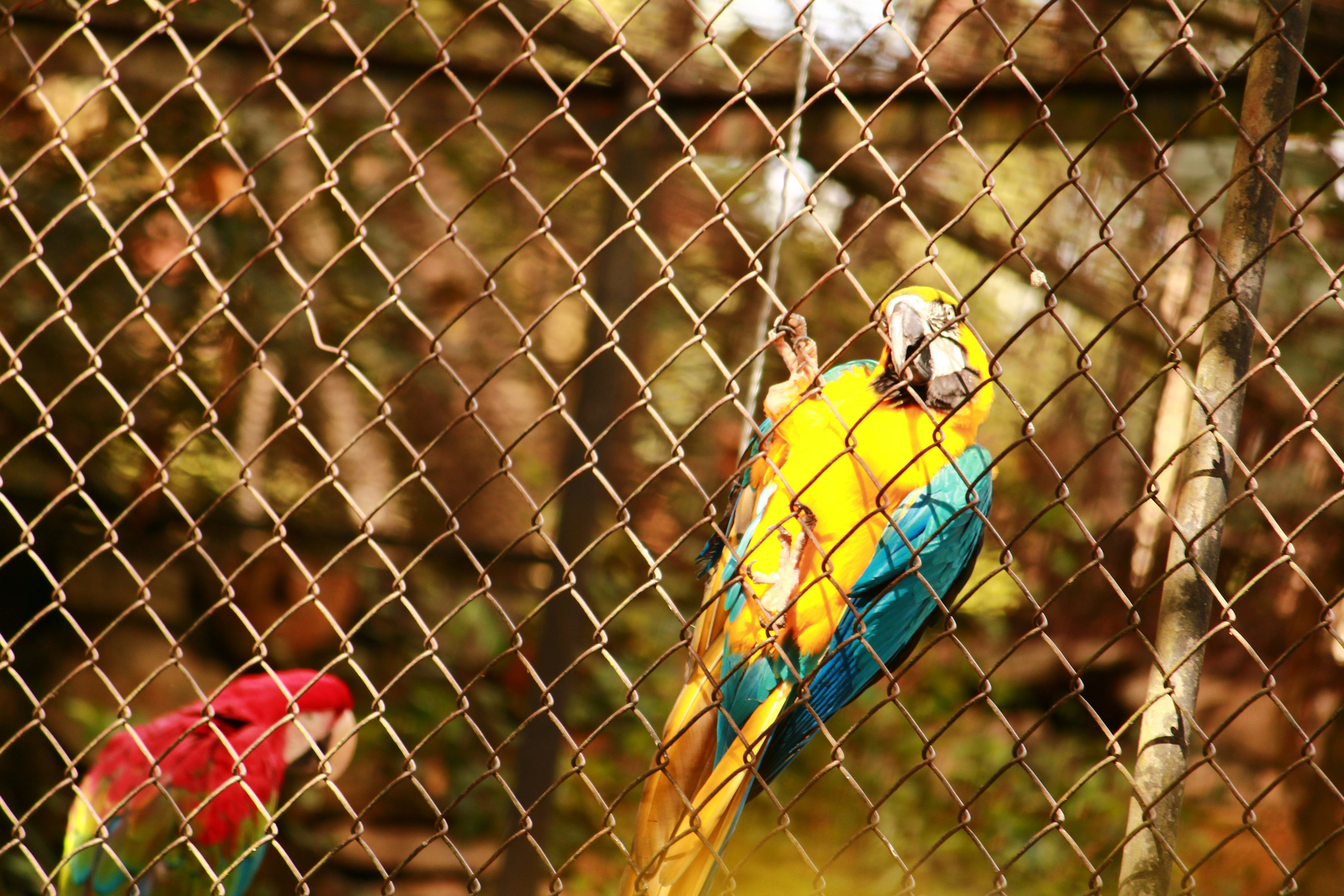 Bird Enrichment Ideas That Actually Keep Them Busy