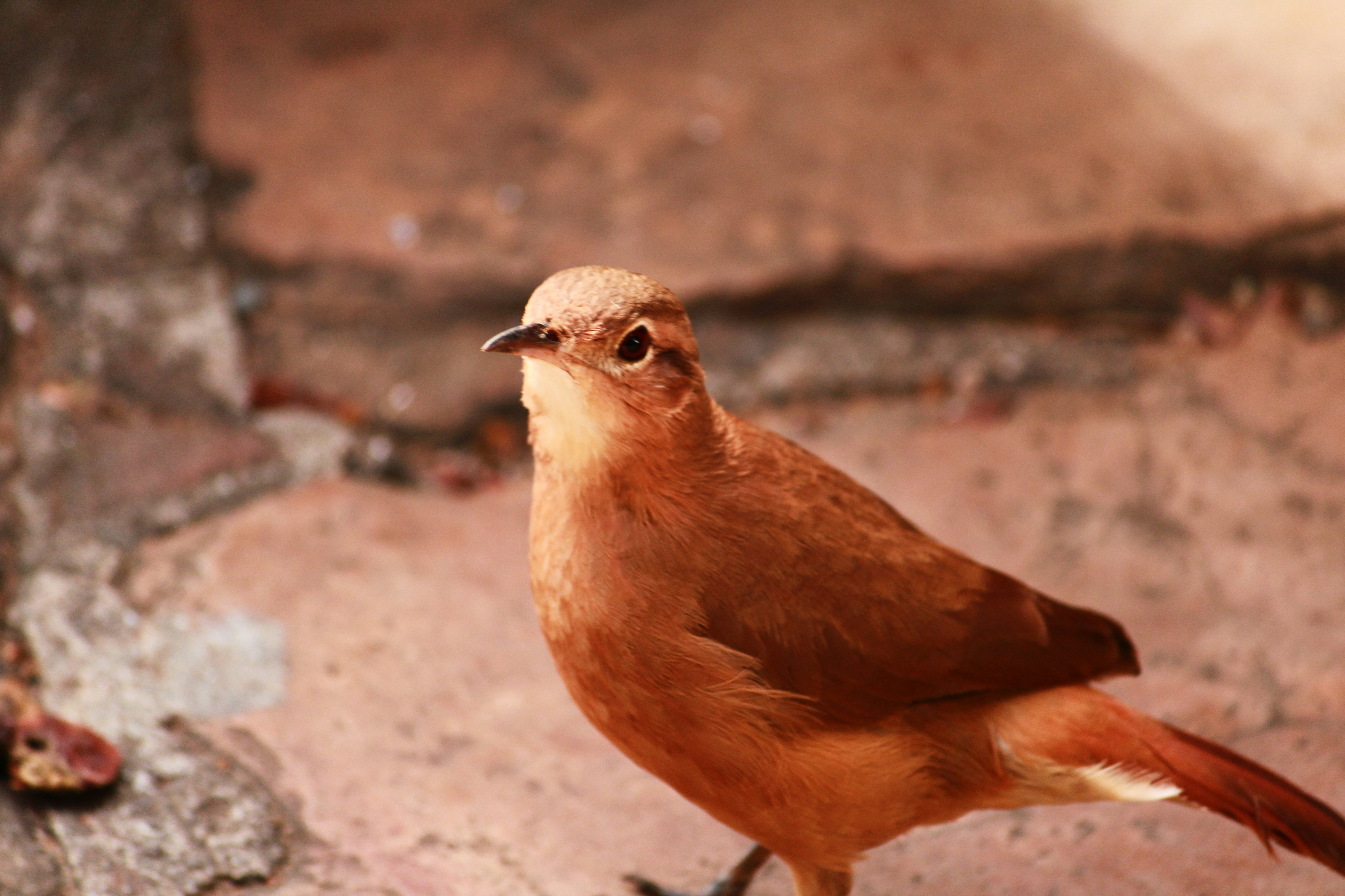 Photo by iamblondfox