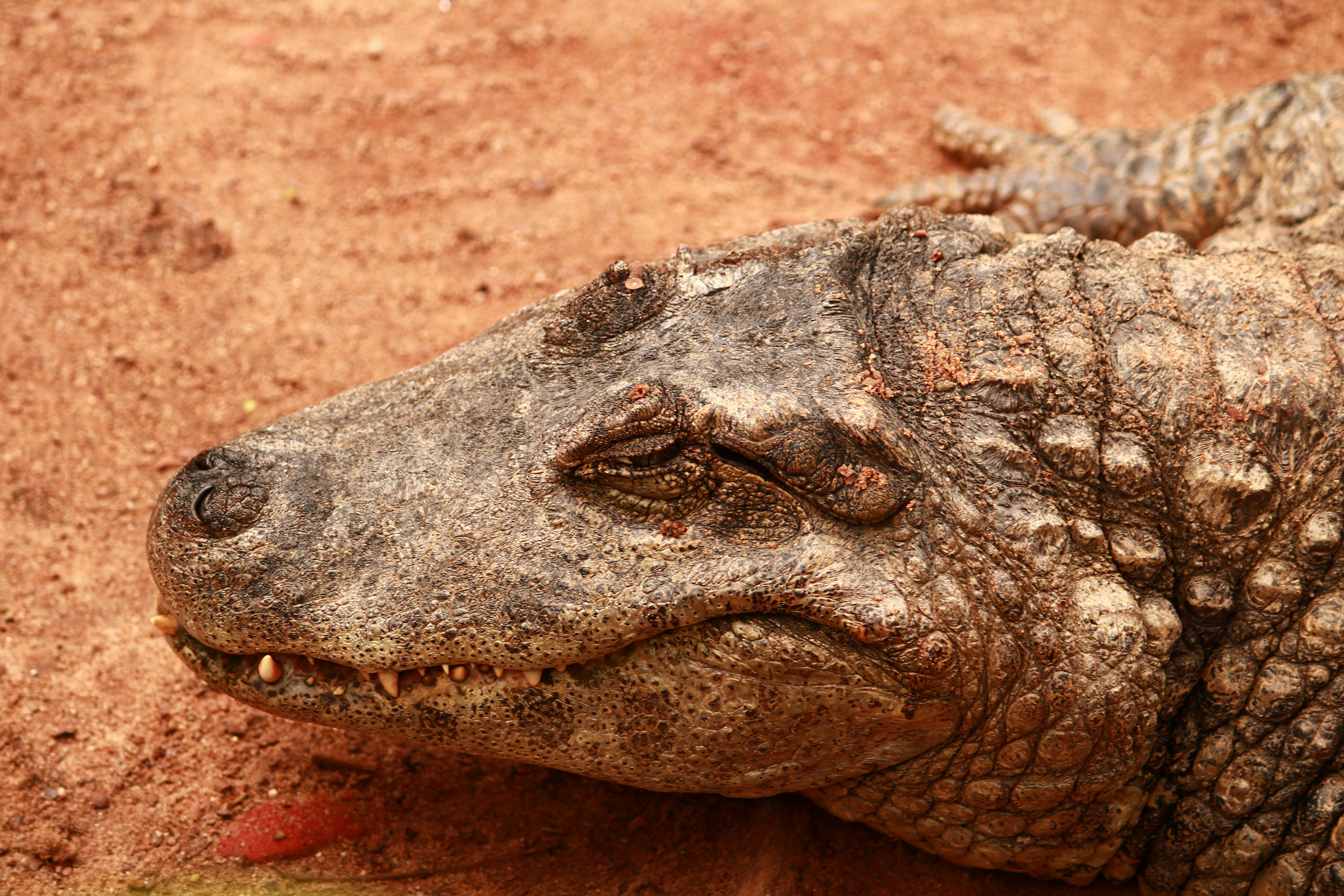 Photo by iamblondfox