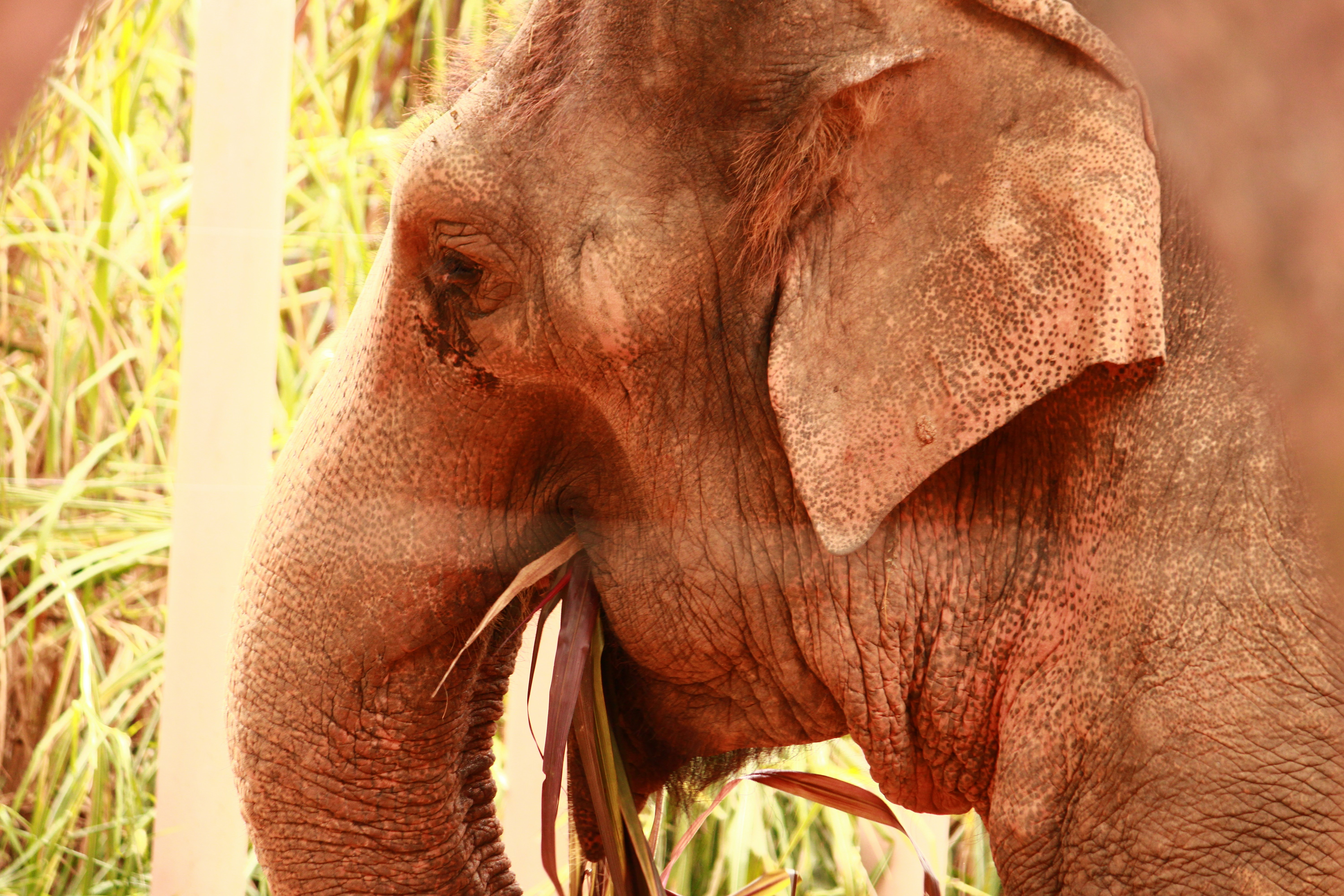 Photo by iamblondfox