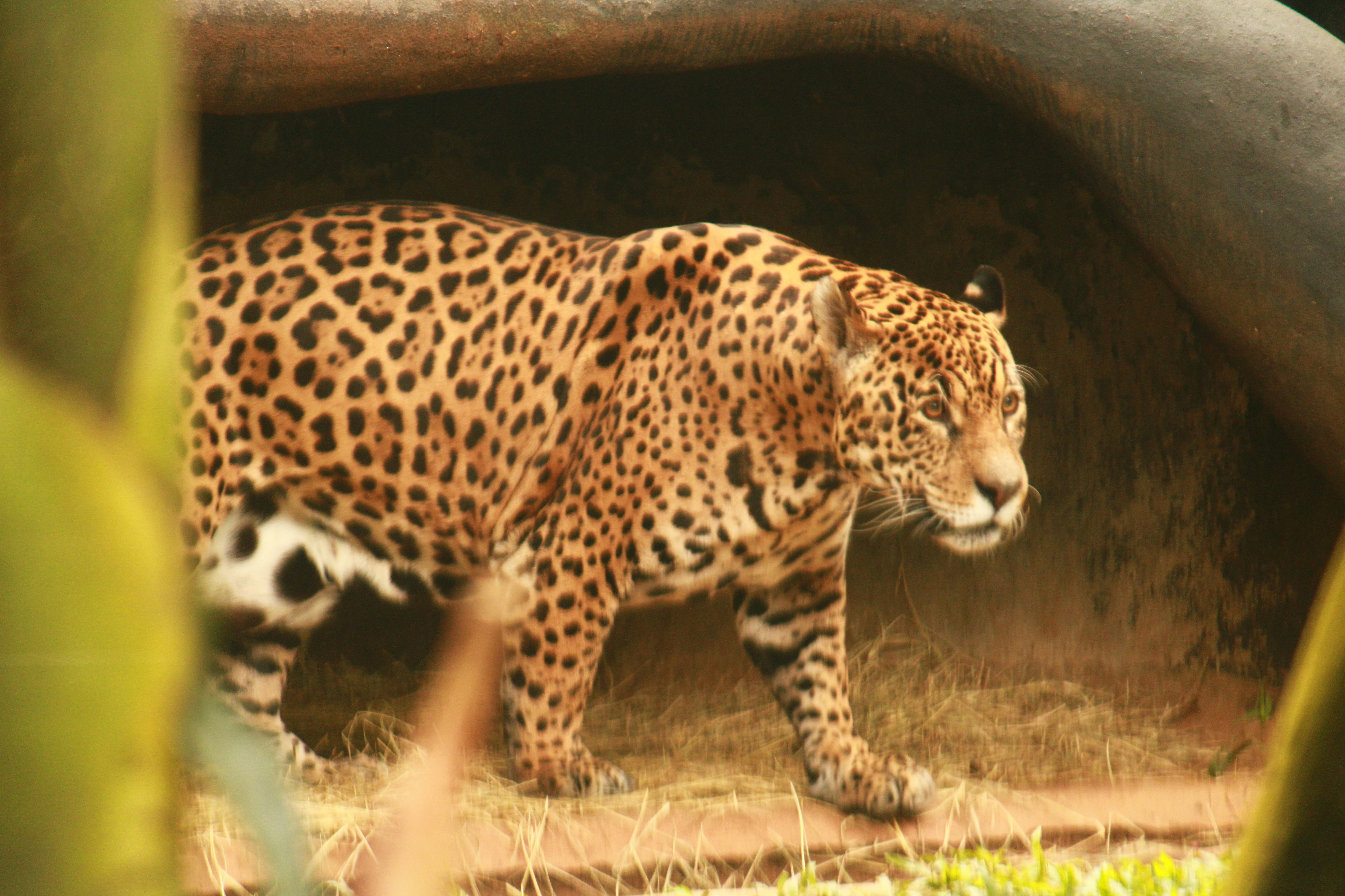 They're Ambush Specialists Who Wait Hours for the Perfect Shot (image credits: unsplash)