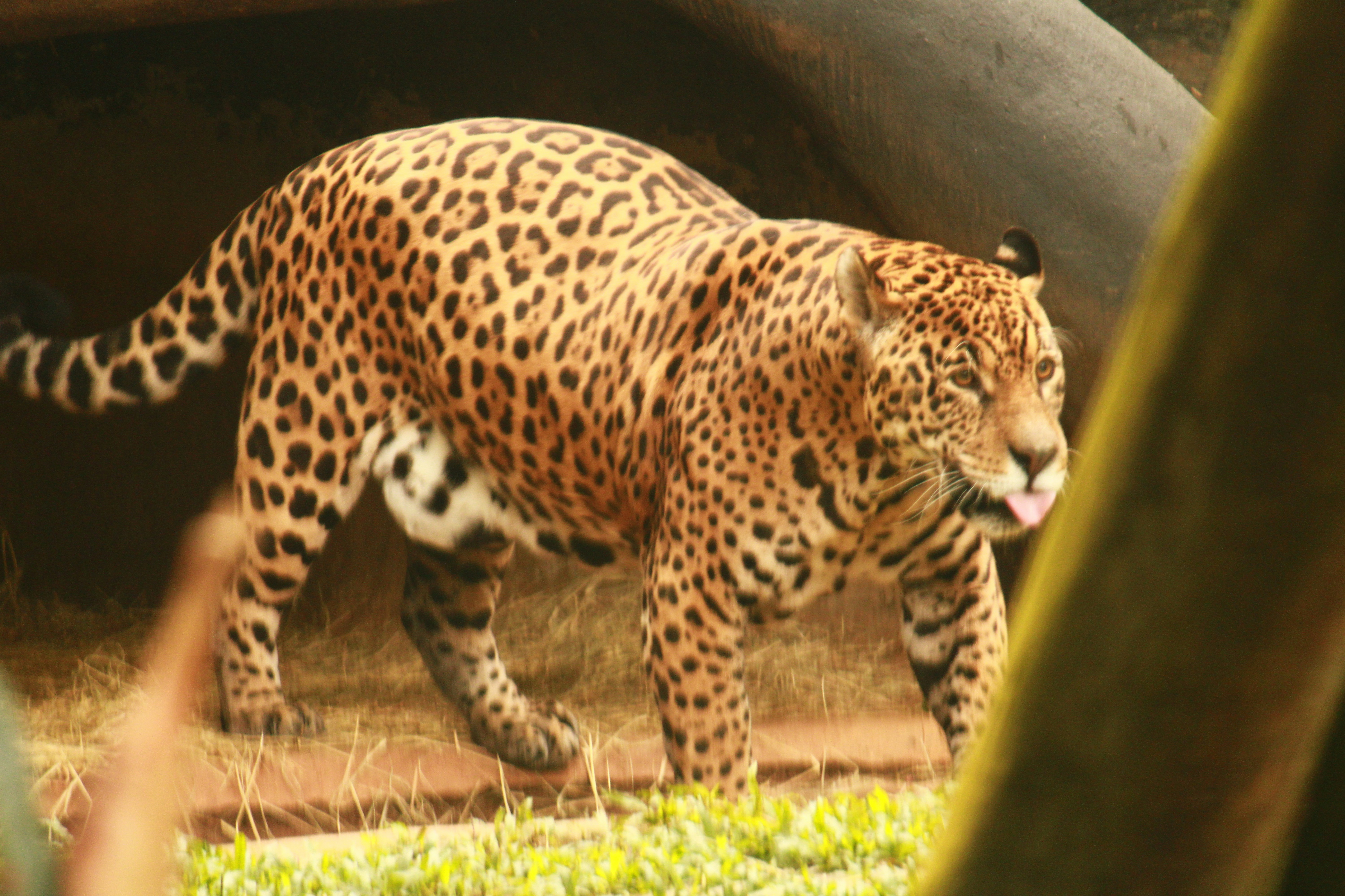 The European Jaguar: Spotted and Spectacular (image credits: unsplash)