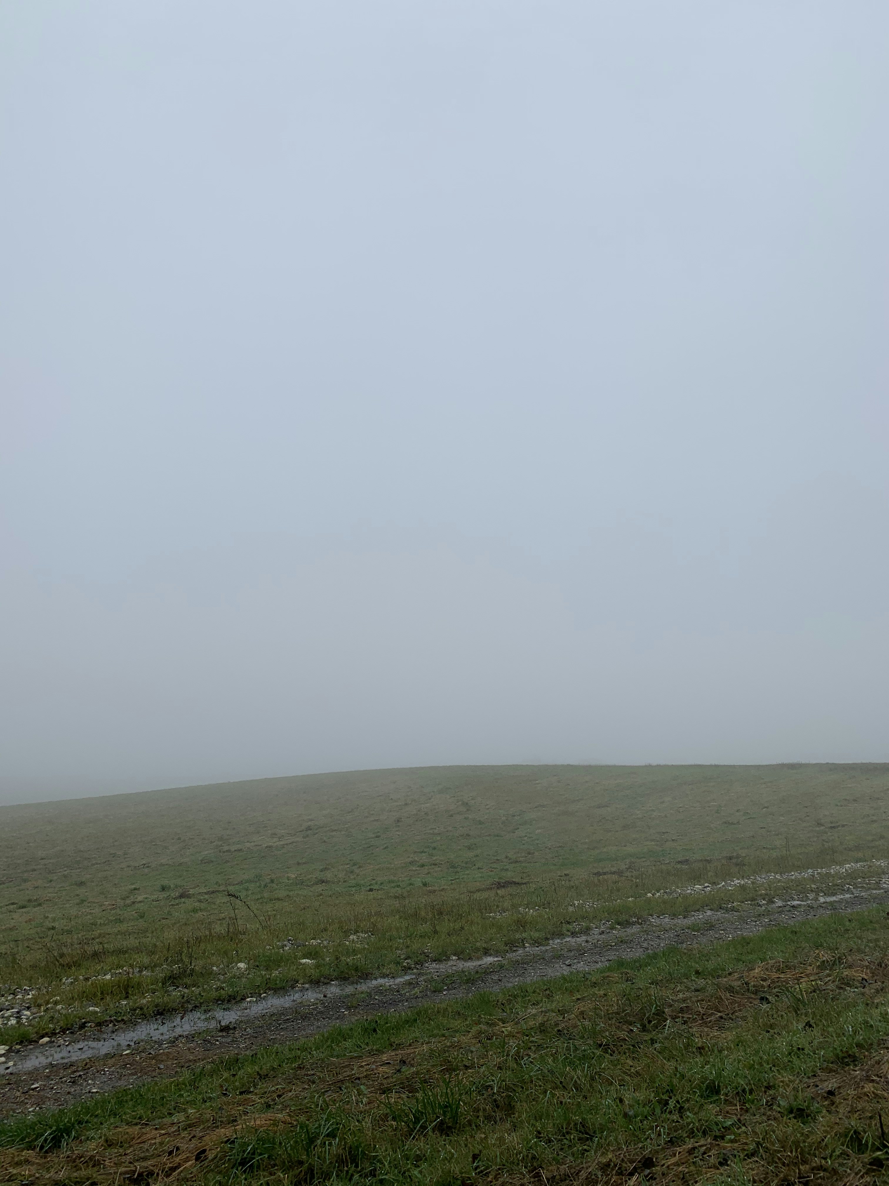 a lone sheep standing in a field on a foggy day