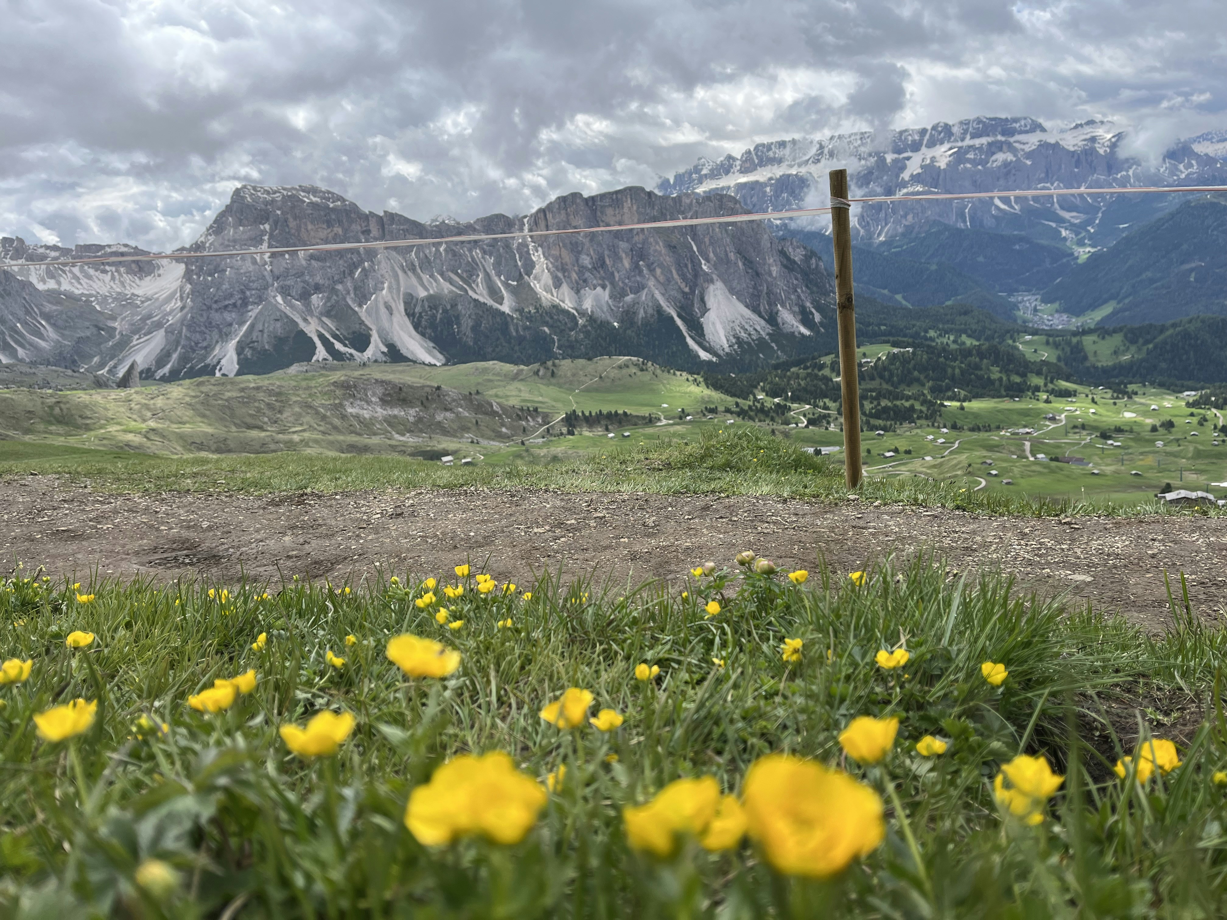a field of yellow flowers with mountains in the background