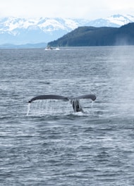 a whale tail flups out of the water