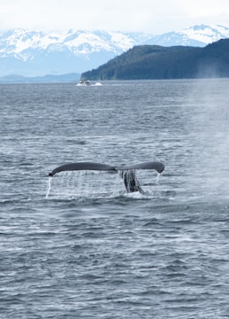 a whale tail flups out of the water