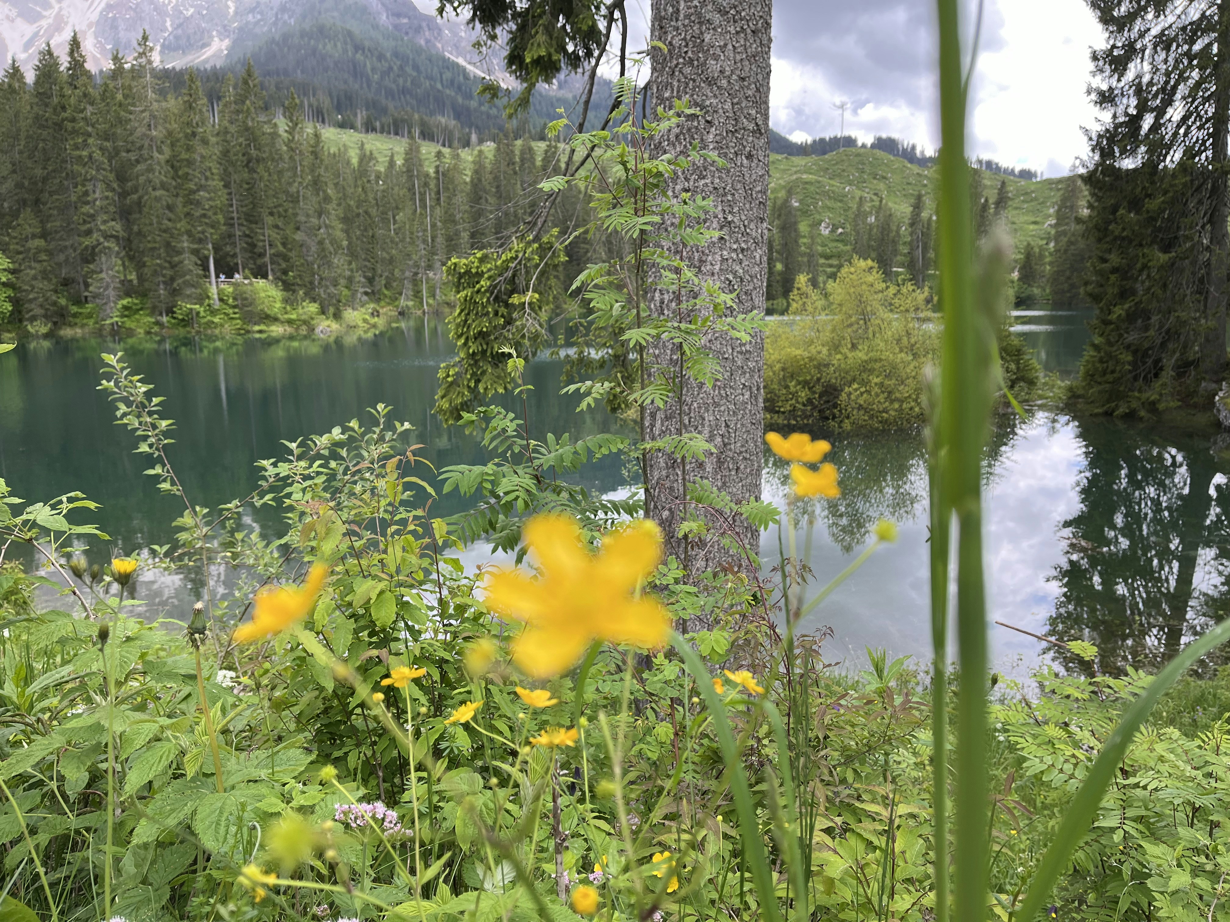 a lake surrounded by a forest filled with yellow flowers