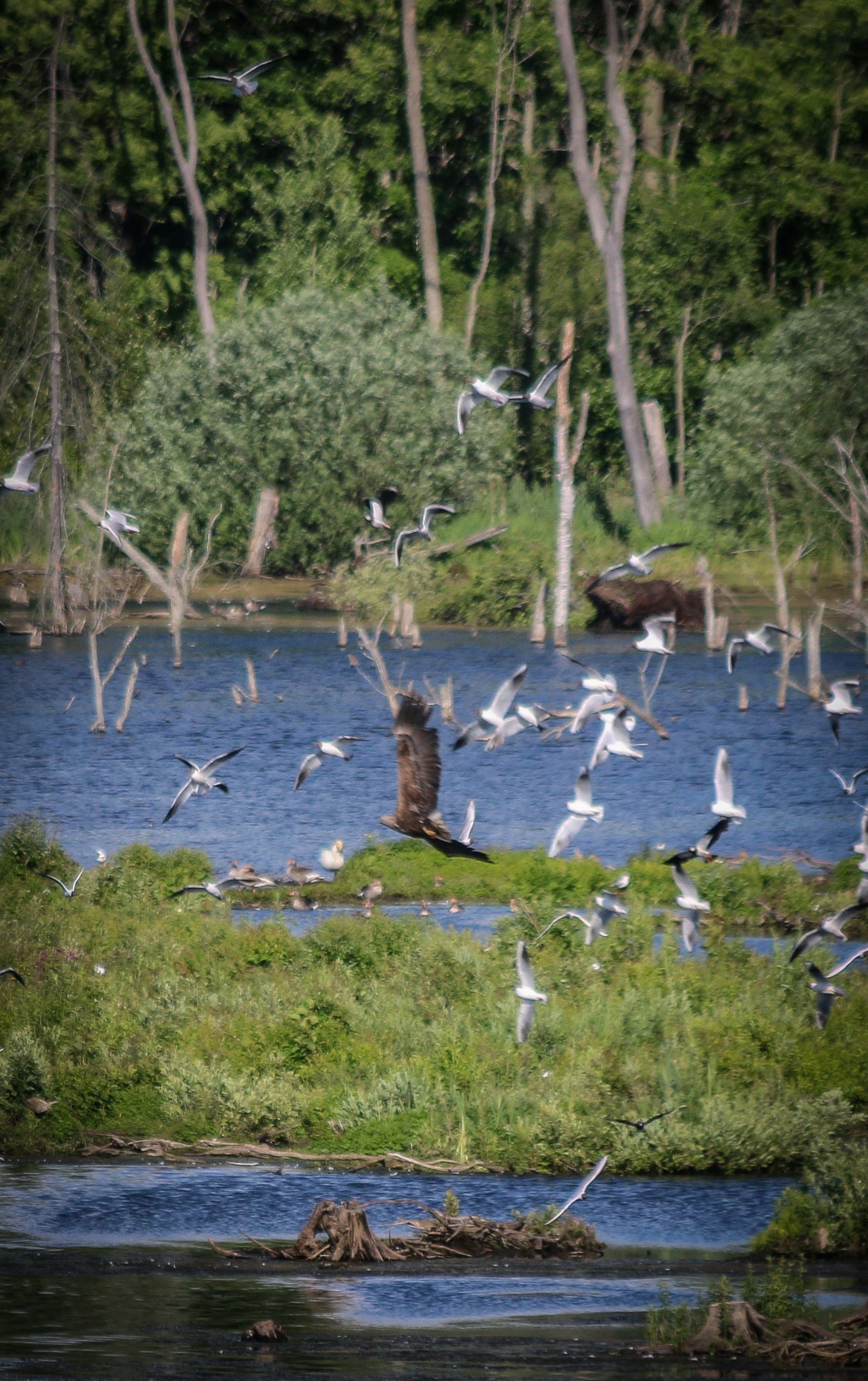 A flock of birds flying over a body of water photo – Free Lake Image on ...