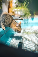 a cat drinking water from a pool of water