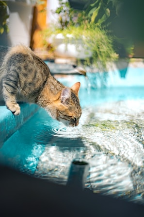 a cat drinking water from a pool of water