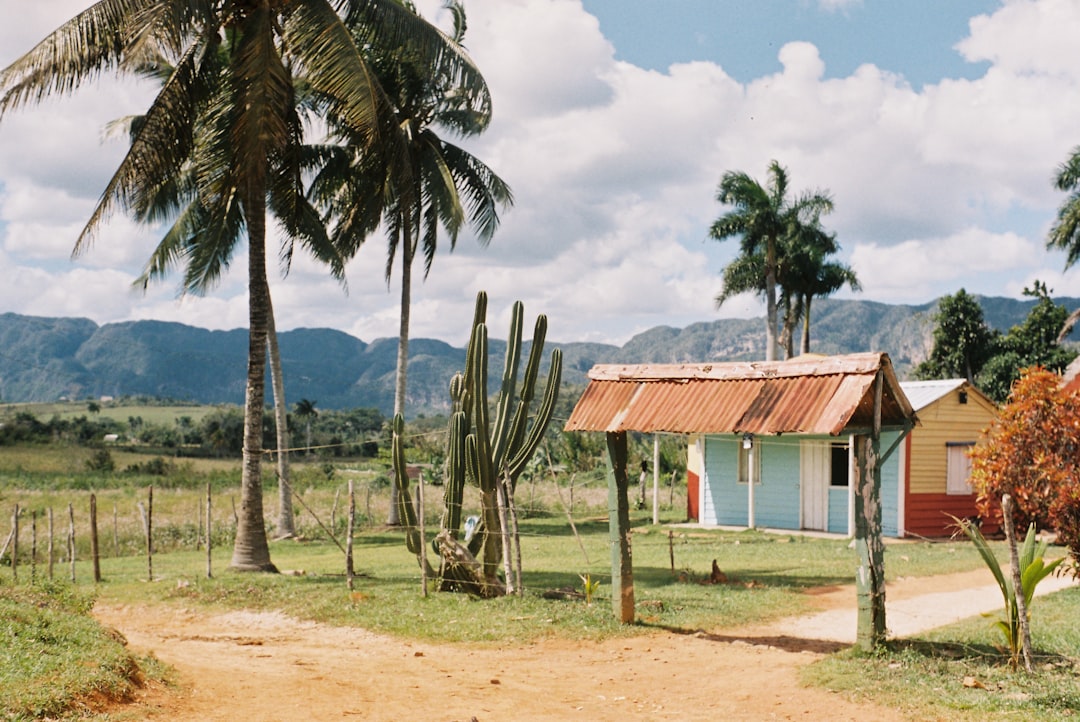 a dirt road with a small house and a cactus tree,