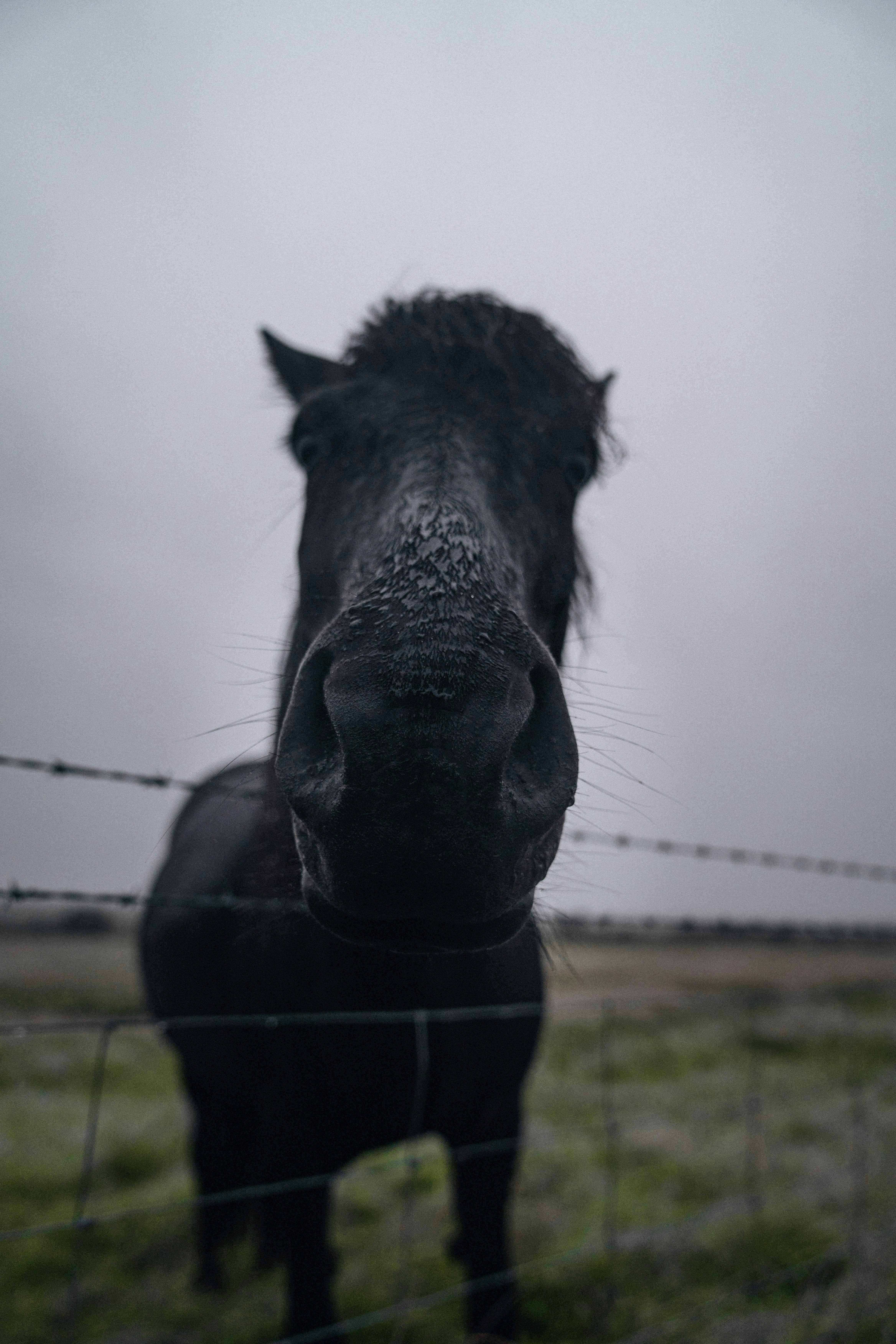 a black horse standing behind a barbed wire fence