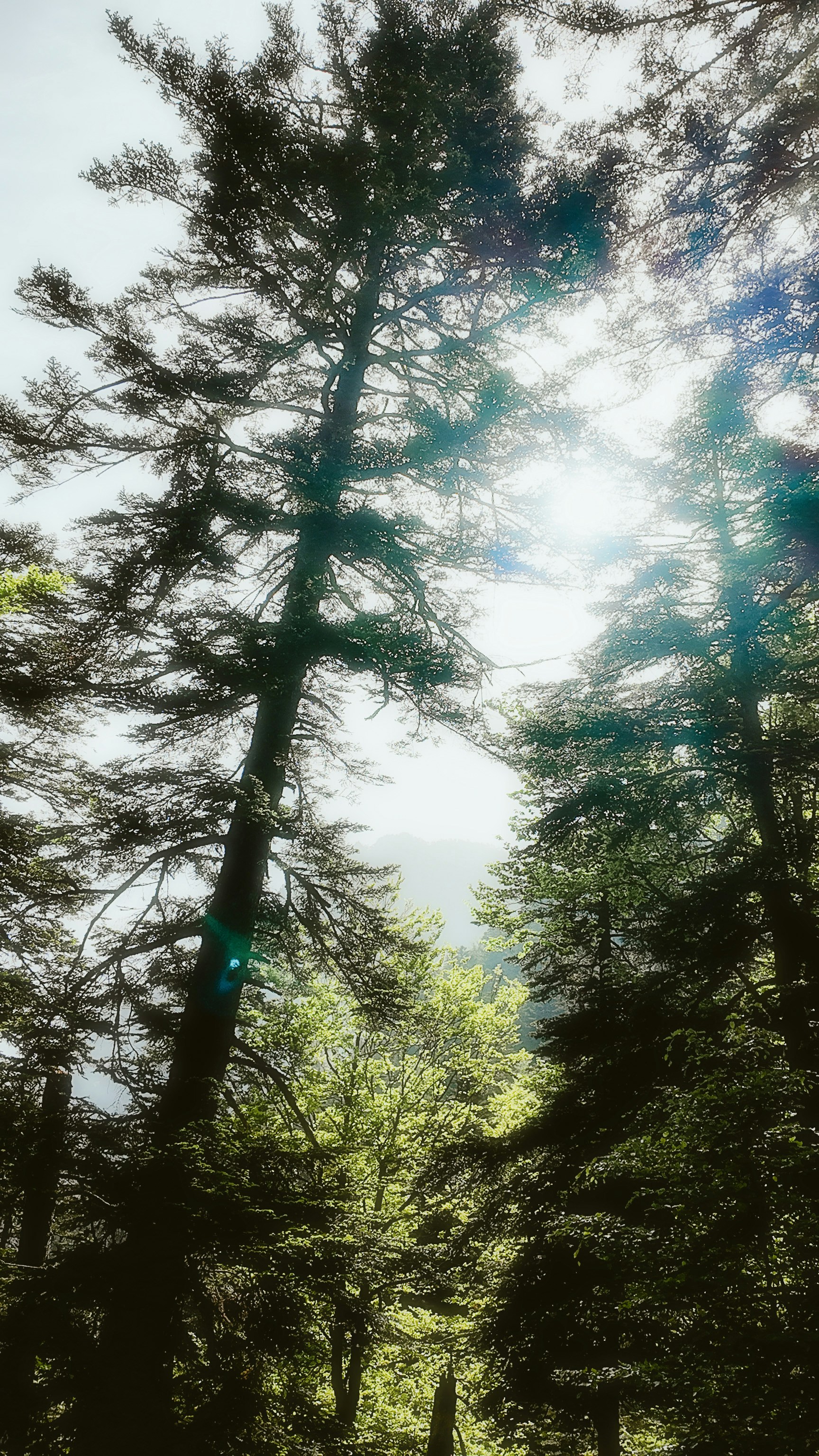 Photo by alingavriliuc