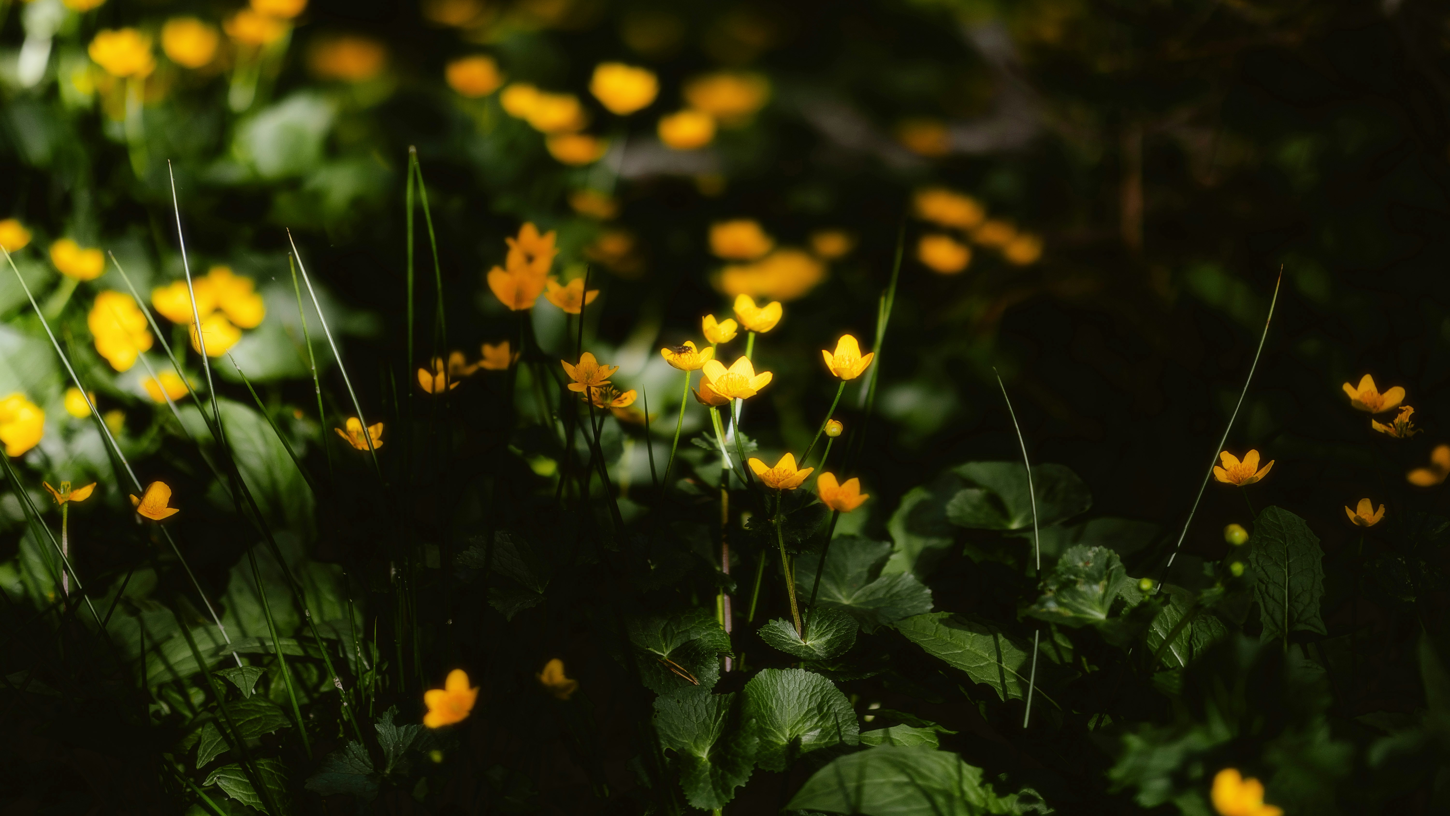 Photo by alingavriliuc