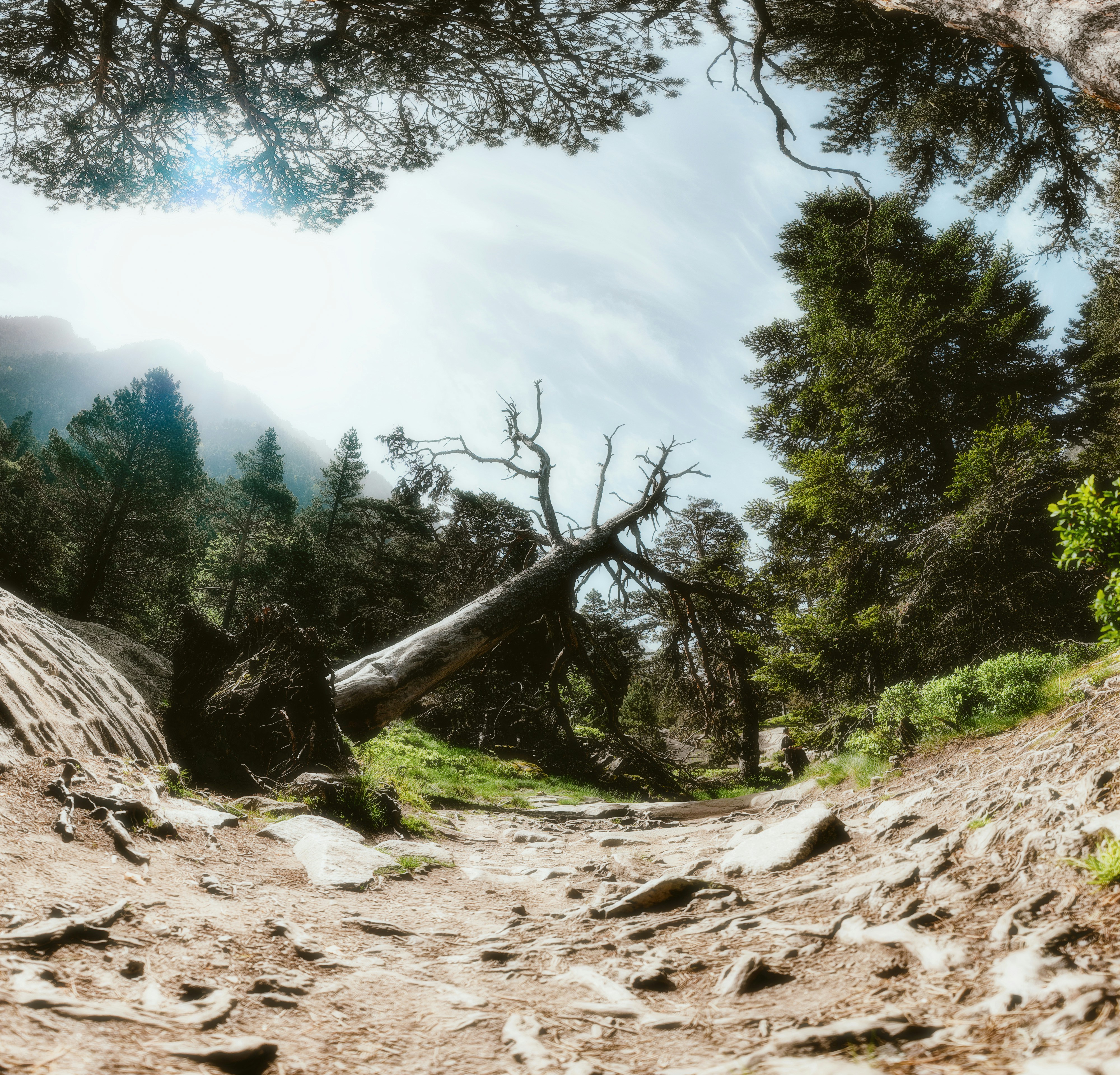 photo-1718137918441-b3c52bbeaf3f?crop=entropy&cs=tinysrgb&fit=max&fm=jpg&ixid=M3w5ODc5NHwwfDF8c2VhcmNofDU1fHx0cmFpbHxlbnwwfDJ8fHwxNzM2OTkwMTMwfDA&ixlib=rb-4.0