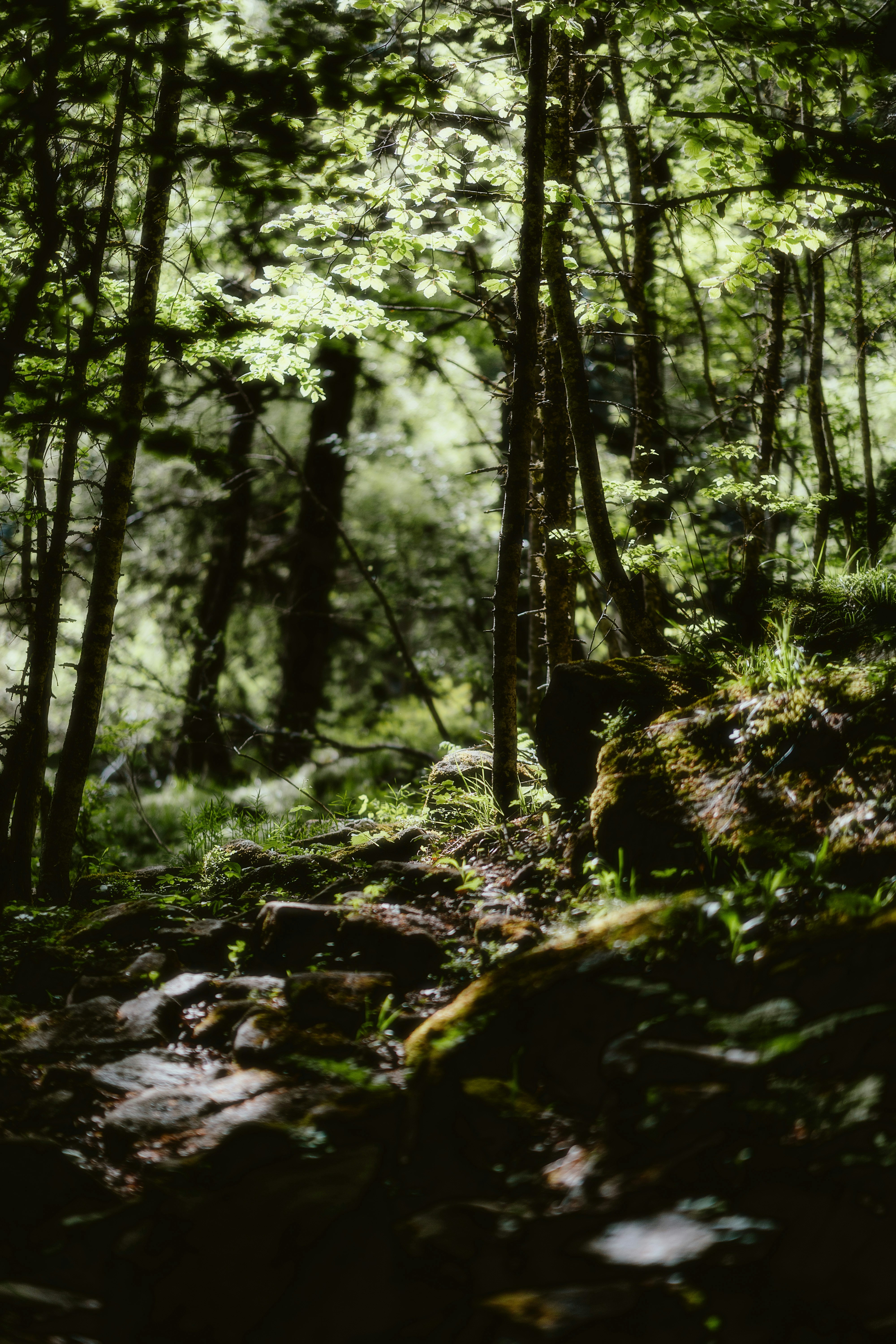 Photo by alingavriliuc