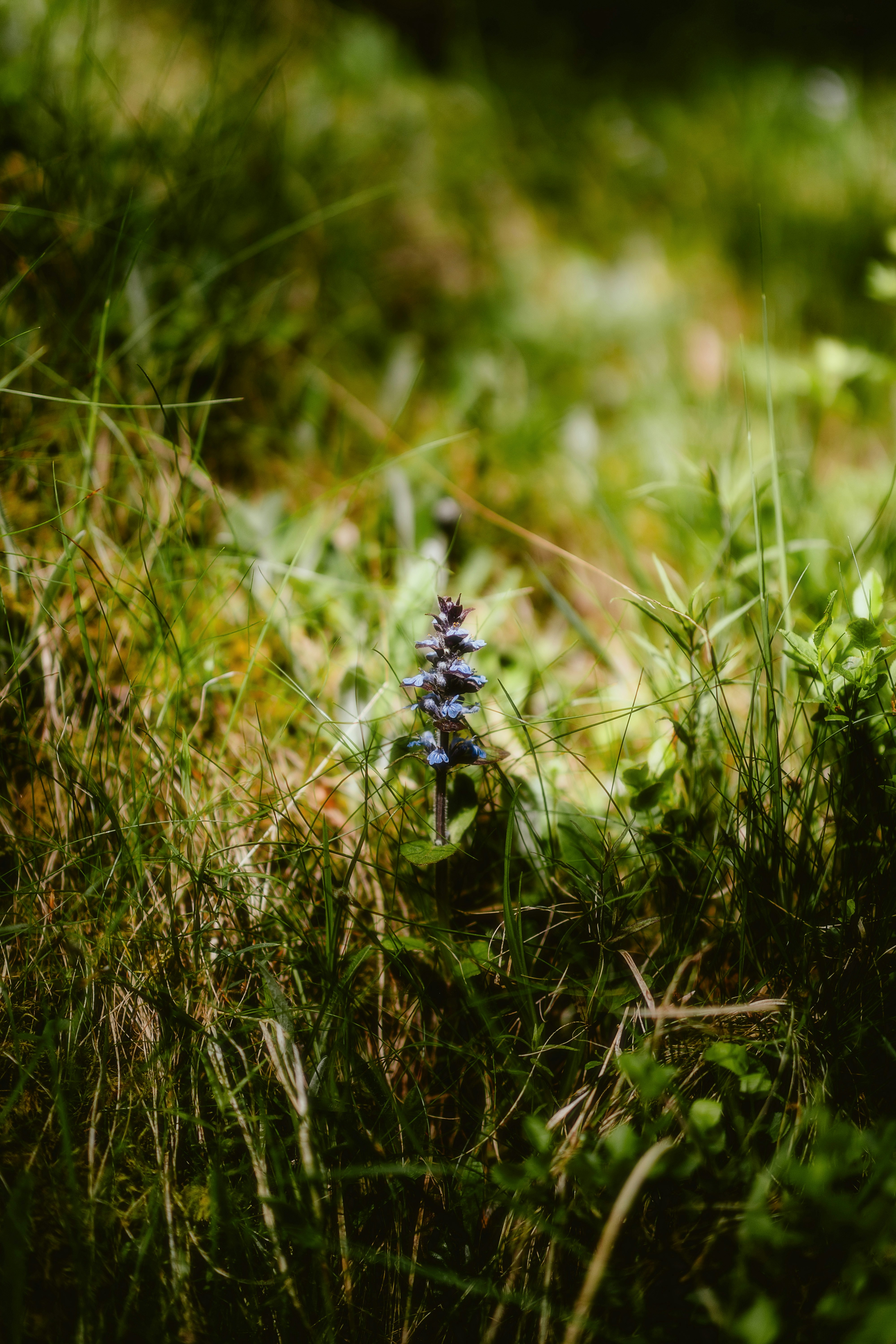 Photo by alingavriliuc